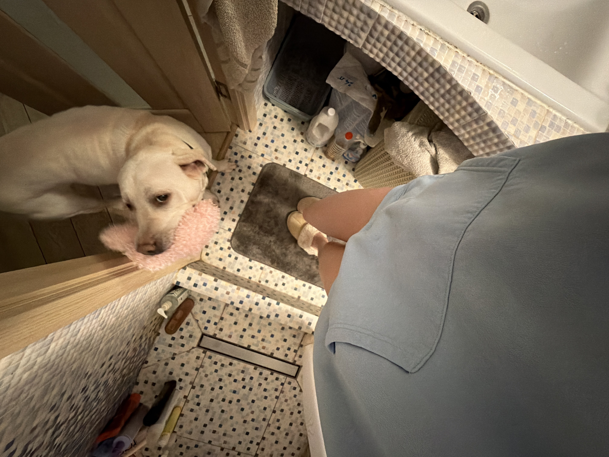 This is a first-person perspective photograph taken from a high angle, looking down into a bathroom. A light-colored dog is visible, appearing to be playing with a pink, fluffy toy. The dog's head is turned towards the camera. The floor is tiled with a mosaic pattern of small squares. A person's legs, wearing light-colored slippers, are in the foreground, indicating the photographer's position. In the background, a white bathtub and a wooden doorway are visible. Various bathroom items, including towels, bottles, and a basket, are arranged around the space. The lighting suggests an indoor setting, likely during the evening or in a dimly lit room. The location is identified as Cheltuitori, Moldova.