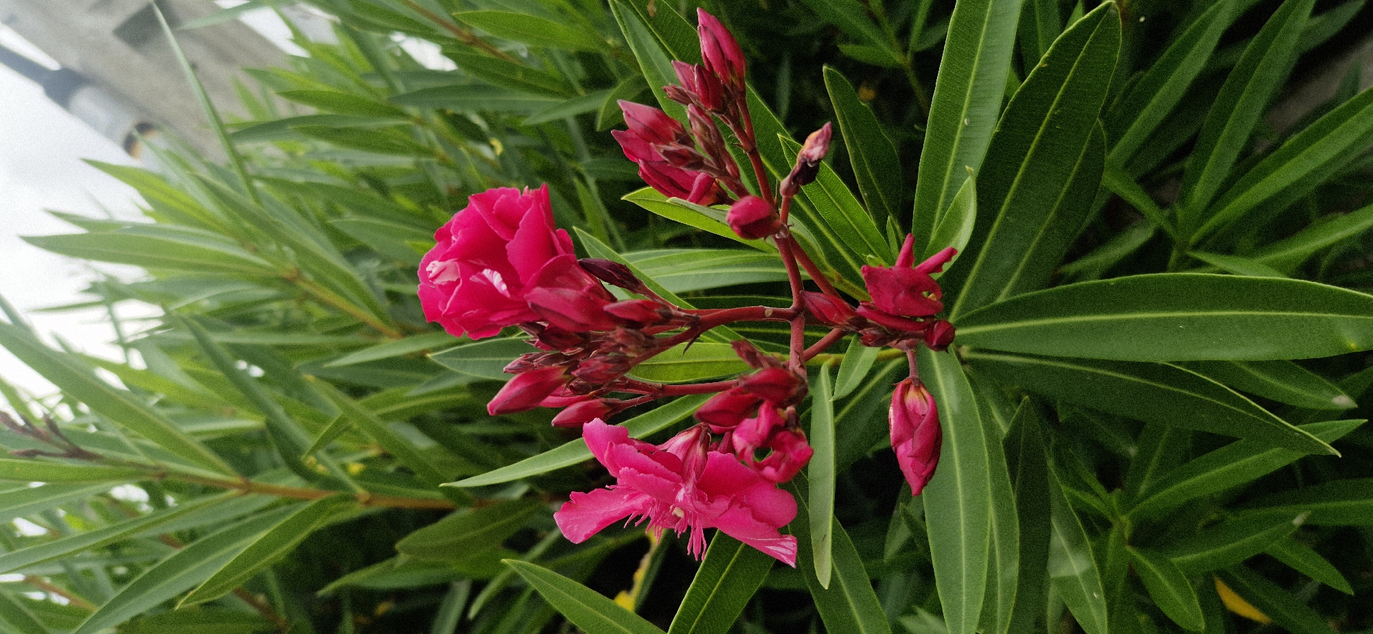 A close-up, eye-level shot captures a vibrant cluster of pink oleander flowers against a backdrop of lush green leaves. The flowers are the primary subject, showcasing their delicate petals and the intricate structure of their stamens and pistils. Several blooms are fully open, revealing their rich, fuchsia hue, while others remain as tightly closed buds, hinting at future blossoms. The leaves, long and slender, provide a dense, verdant frame for the flowers, their glossy surfaces reflecting the ambient light.
The lighting appears to be natural, suggesting it might be daytime, possibly late morning or afternoon, as there are no harsh shadows. The overall scene is one of natural beauty, with the flowers appearing healthy and in full bloom. The image lacks any human presence or man-made objects, focusing solely on the botanical subject. The background is blurred, further emphasizing the sharpness and detail of the flowers and foreground foliage. The image conveys a sense of tranquility and the quiet beauty of nature. No text is visible in the image.