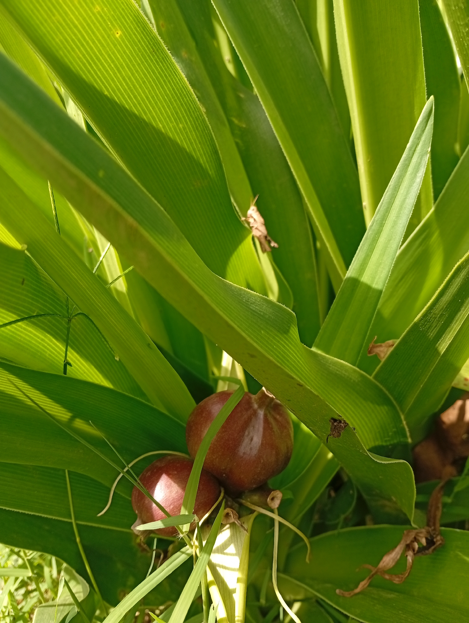 The image captures a close-up view of a plant with broad, green, ribbed leaves. Two round, reddish-brown fruits are visible nestled amongst the foliage near the bottom of the frame. A small, light brown grasshopper is perched on one of the leaves in the upper left quadrant of the image. The lighting suggests it is daytime, with sunlight casting shadows and highlighting the texture of the leaves. There is no visible evidence of people or any specific urban elements that would indicate a location in the city of Gura Top, Nigeria. The scene appears to be a natural outdoor environment.