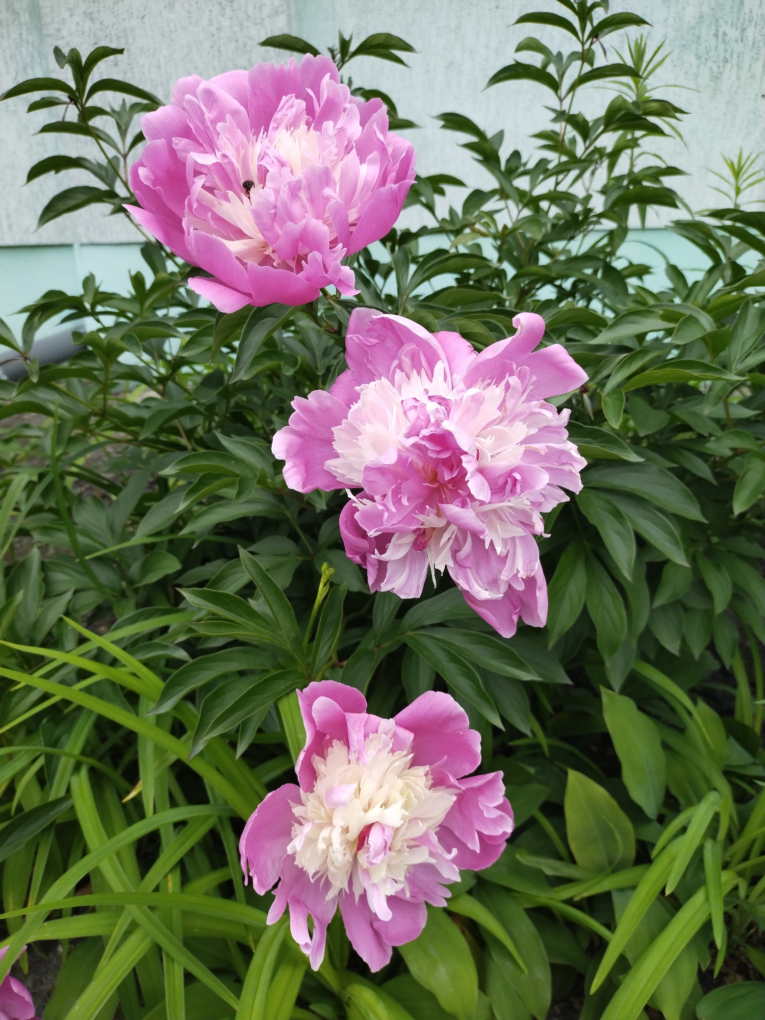 A close-up, vertical shot captures three vibrant pink and white peonies in full bloom, set against a backdrop of lush green foliage. The largest peony occupies the top of the frame, displaying numerous layered petals with a fuchsia-pink outer edge transitioning to a creamy white center, where a small, dark insect (possibly a bee) is visible. Below it, a second, slightly smaller peony is centered, exhibiting similar pink and white hues and a dense cluster of petals. The third and smallest peony is partially visible at the bottom of the frame, showcasing its distinct pink and white coloration.
The flowers are surrounded by various shades of dark green leaves from their own plant, as well as some lighter green, grass-like foliage at the bottom. In the upper background, a soft, light blue-green wall or building siding is visible, suggesting a garden or residential setting. The lighting is bright and even, indicative of daytime, likely morning or early afternoon, with no harsh shadows, implying clear and pleasant weather. The overall scene exudes natural beauty and tranquility. There is no visible text in the image. The location context for this image is Horishni Plavni, Ukraine.