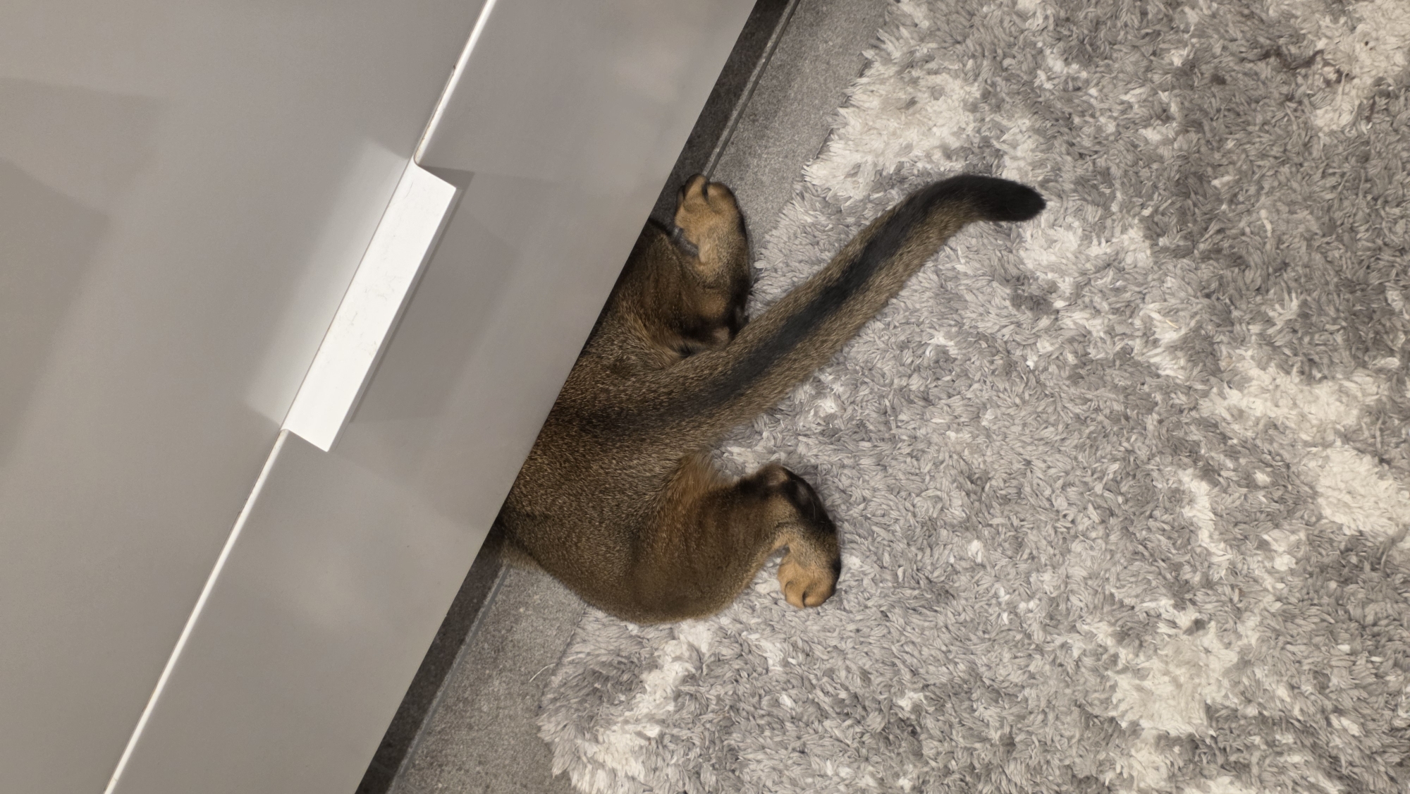 A golden brown cat is lying on a light gray, shaggy rug next to a white dresser. The cat's head and front paws are under the dresser. The cat's tail is visible on the rug. The location cannot be determined from the image.