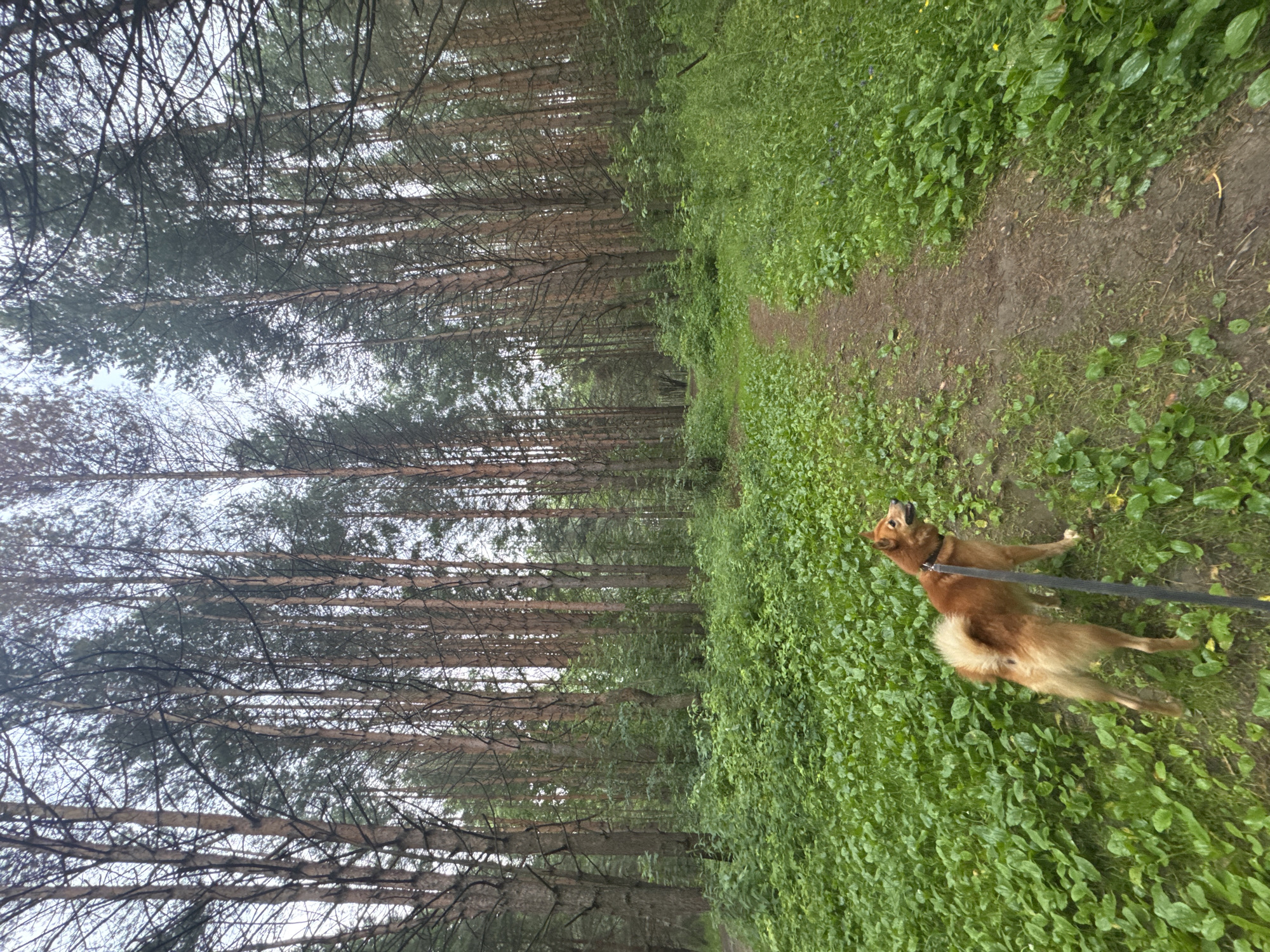 A medium shot captures a ginger dog on a leash walking along a dirt path that cuts through a forest. The dog is positioned in the lower right quadrant of the frame, facing away from the camera and looking slightly to its left. Its tail is fluffy and curled upwards. The forest on the left is dense with tall, thin pine trees, their trunks appearing reddish-brown. The ground on the right side of the path is covered in lush, green ground cover plants, some with heart-shaped leaves. The path itself is a light brown, muddy color, suggesting recent rain. The sky is overcast and light, indicating a cloudy day. The overall scene is one of a serene walk in nature. The image is taken in Chaikovsky, Russia.