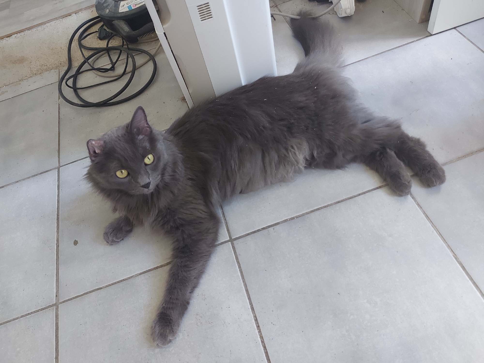 A gray, long-haired cat with yellow eyes is lying on a tiled floor. The cat is positioned next to a white appliance. Behind the appliance, there is a black power cord. The location is not discernable as Rome, Italy from the given image.