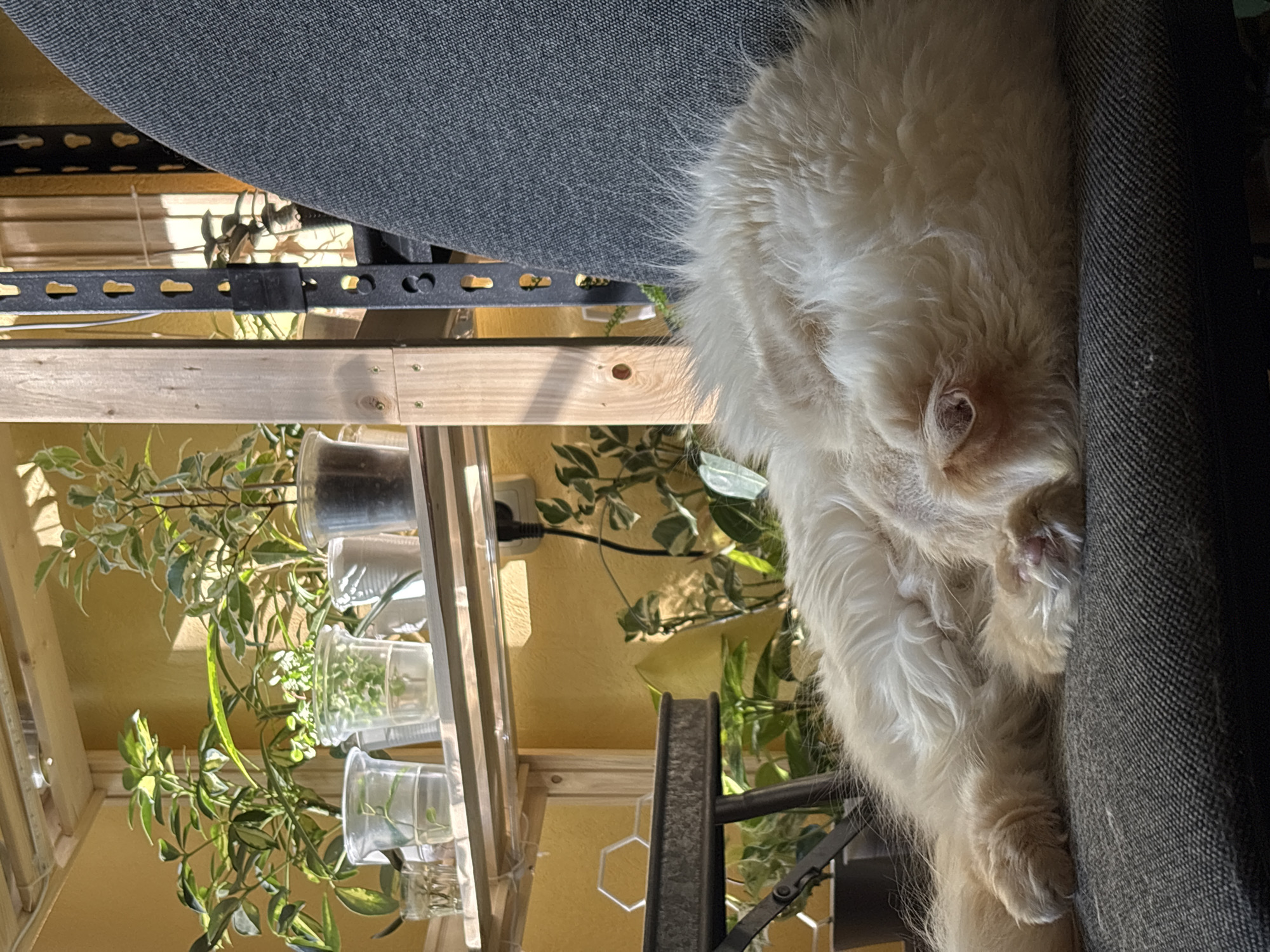 A fluffy, light-colored cat is lying upside down on a gray, textured couch. The cat's head is visible near the edge of the couch, with its paws tucked near its face. Behind the couch and cat is a plant stand made of light wood. The stand holds multiple clear containers with green plants inside. The wall behind the stand is yellow. There is sunlight in the room, casting shadows on the stand and plants. There is no evidence to indicate the location is Chaikovsky, Russia.