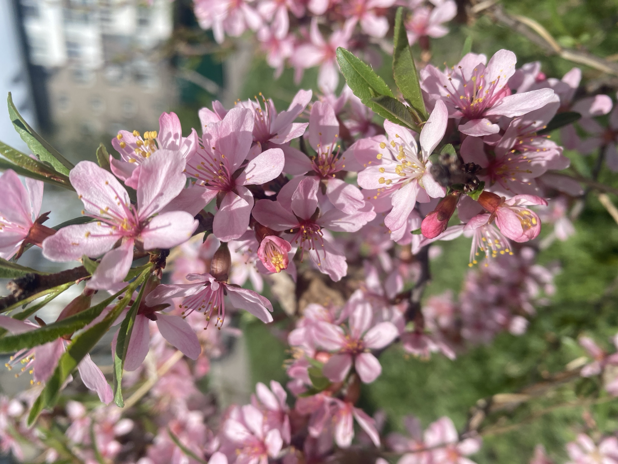The image features a close-up view of blooming pink flowers on a tree branch. Some green leaves are also visible among the blossoms. In the blurred background, a building with multiple windows can be seen, suggesting an urban environment. Although the prompt mentions Novokuznetsk, Russia, there's no visual information in the image itself to definitively confirm the location. The description focuses on the observable elements of the picture.