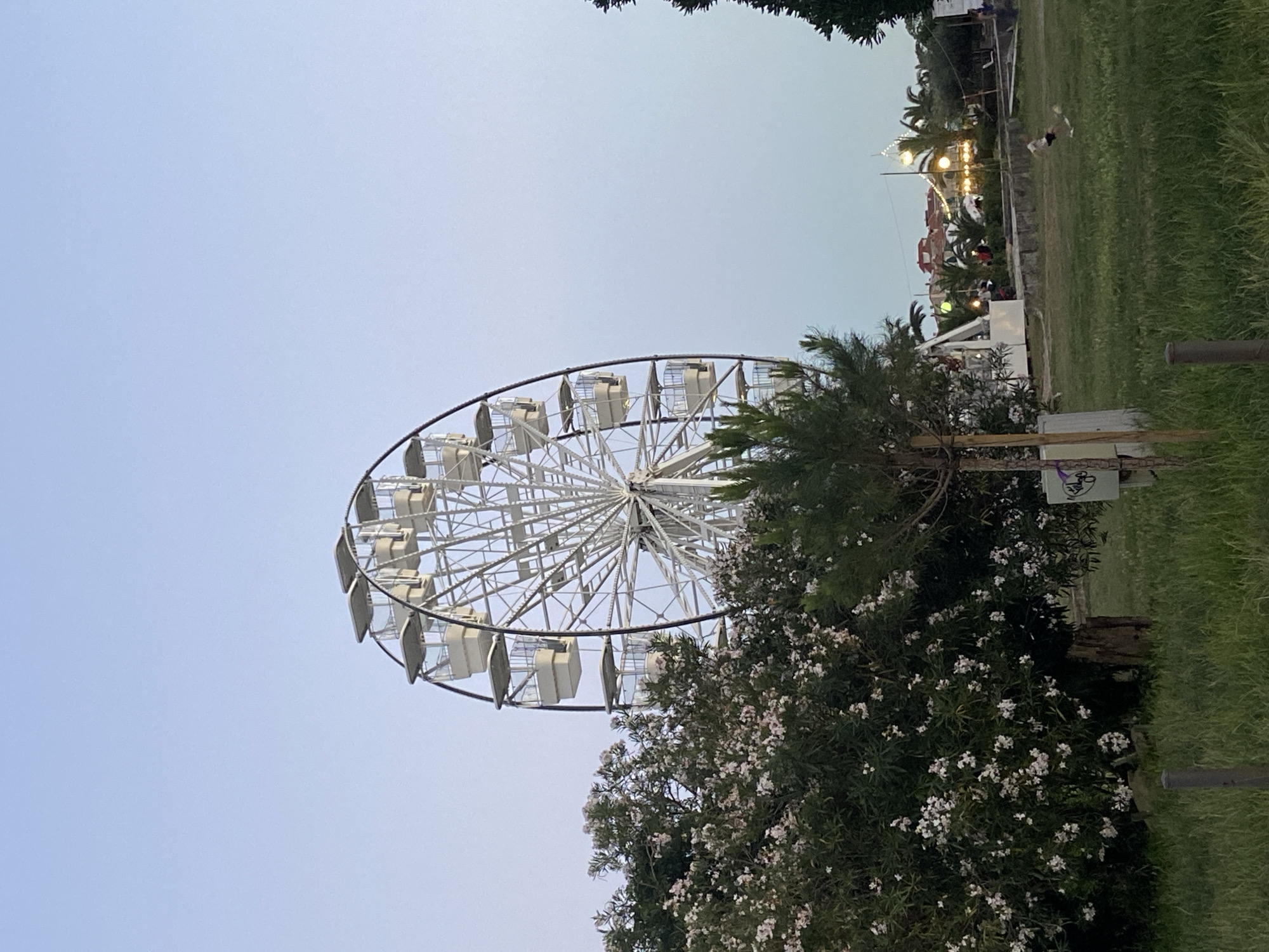 The image shows a Ferris wheel in a park-like setting. The Ferris wheel is white and occupies a significant portion of the frame, with its bottom partially obscured by trees with white flowers. The sky is a light blue. In the background, on the right, are lights and possibly other carnival attractions. Green grass is visible in the foreground. Two small animals, maybe dogs, are visible in the right background.