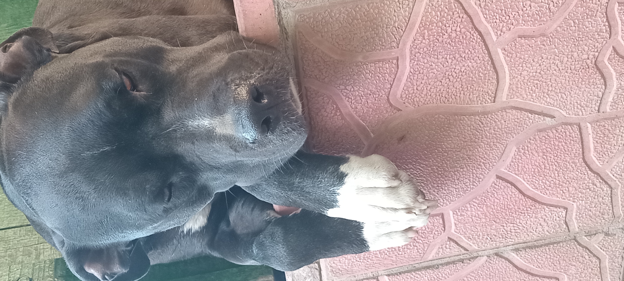 A dark-colored dog, possibly a pit bull mix, is lying on its side. The dog's head is on the left side of the frame, and its eyes are partially closed, suggesting it is relaxed or sleeping. Its snout is dark and moist, with visible whiskers. One of its front paws, which has white markings, is resting on a textured pink surface. This surface appears to be a patio or walkway made of interlocking tiles with a pebble-like texture and a decorative raised pattern. The dog's body extends towards the bottom of the frame, partially resting on a wooden surface. The overall lighting suggests it is daytime. The setting appears to be outdoors, likely in a residential area given the patio tiles and wooden planks. The dog's relaxed posture conveys a sense of peace. There is no visible text in the image. The location context is Koviahy, Ukraine.
