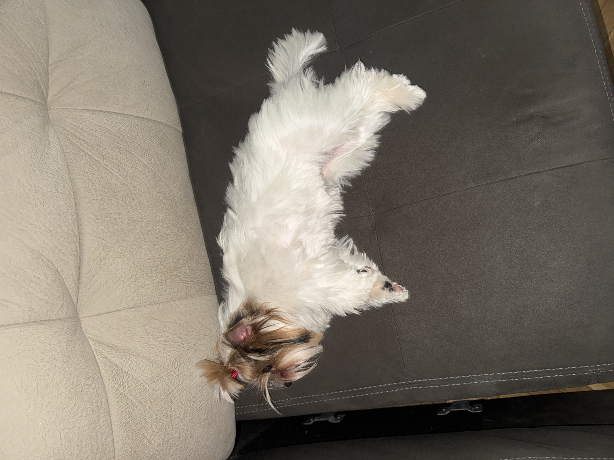 A small, long-haired dog with white fur on its body and brown and white fur on its face is lying on its back on a dark gray couch. The dog's face is positioned near the edge of a beige couch cushion. The background includes the gray couch, a beige couch cushion, and a glimpse of the floor underneath the couch. The location is not identifiable from the image.