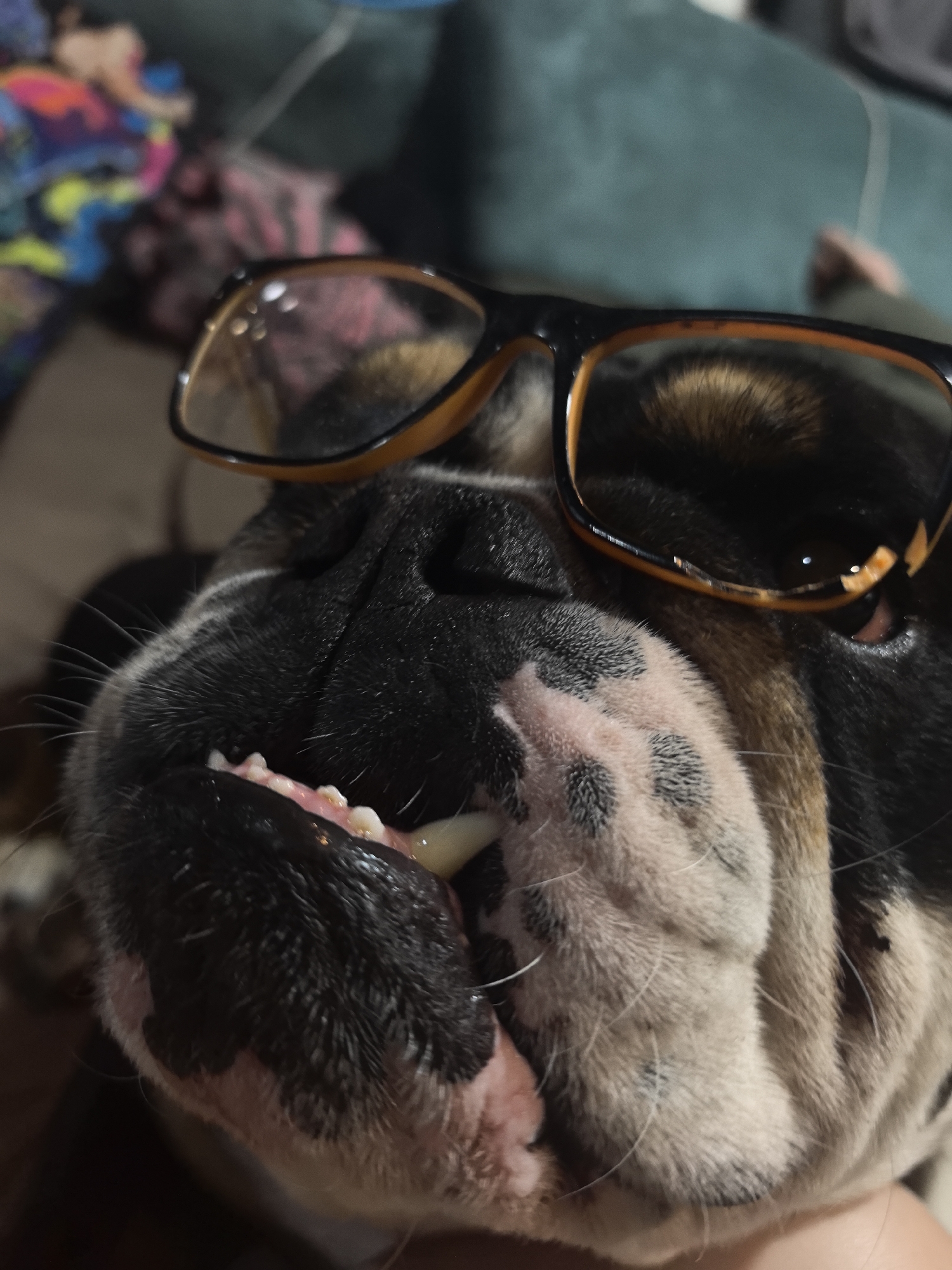 A close-up image shows an English Bulldog with glasses perched on its head. The dog is lying down, with its face filling the frame. Its mouth is slightly open, revealing its teeth. The glasses have a black and amber frame. The background is blurred, but includes a teal sofa and a colorful blanket. The location of Noviy, Russia, is not determinable from the image.