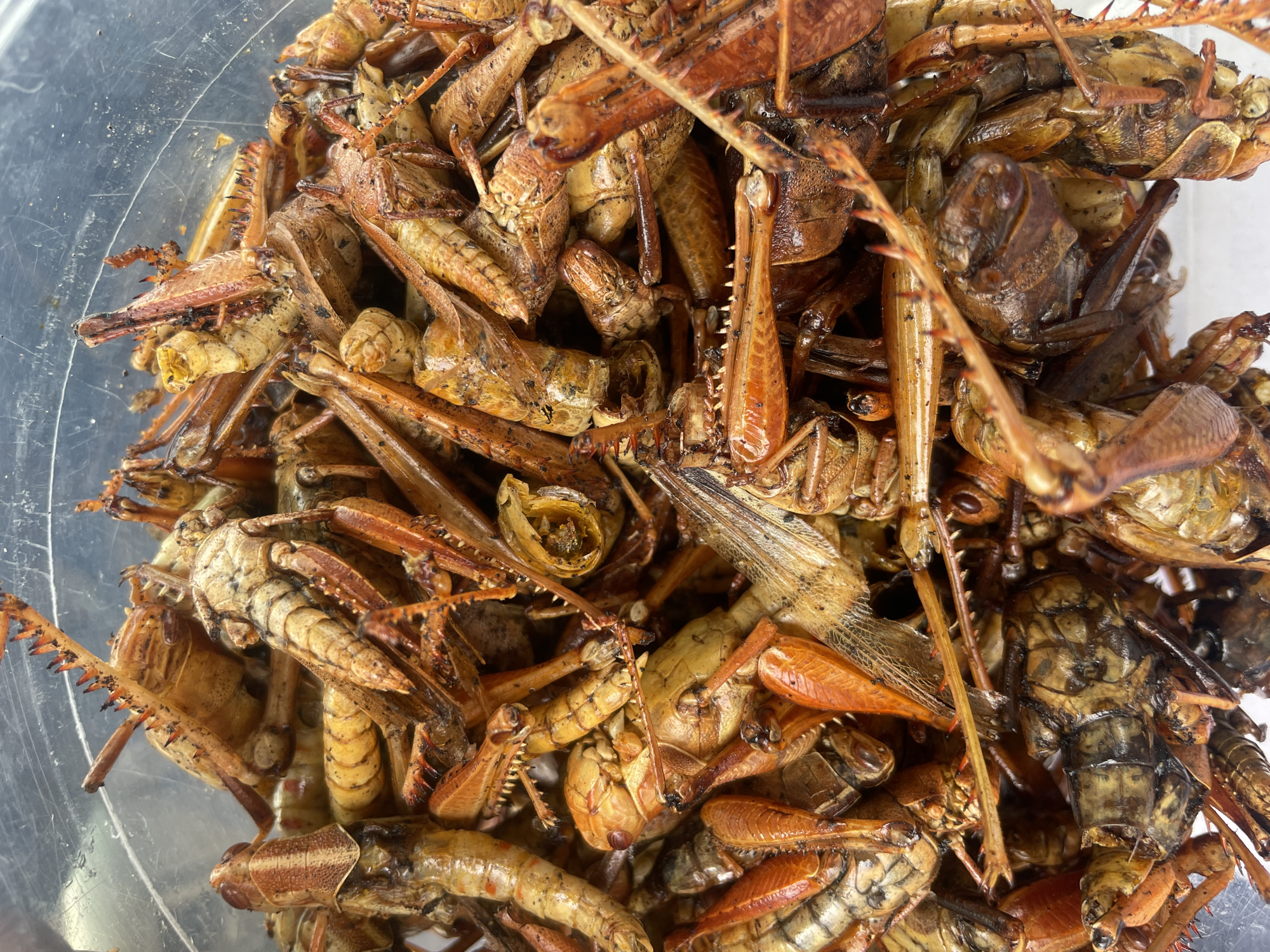 The image shows a close-up view of a clear plastic container filled with a large quantity of roasted or fried grasshoppers. The grasshoppers vary in color from light tan to dark brown, and their body parts, including legs, antennae, and wings, are visible. The texture appears crispy and somewhat oily. Based on metadata, this image was taken in Jos, Nigeria.