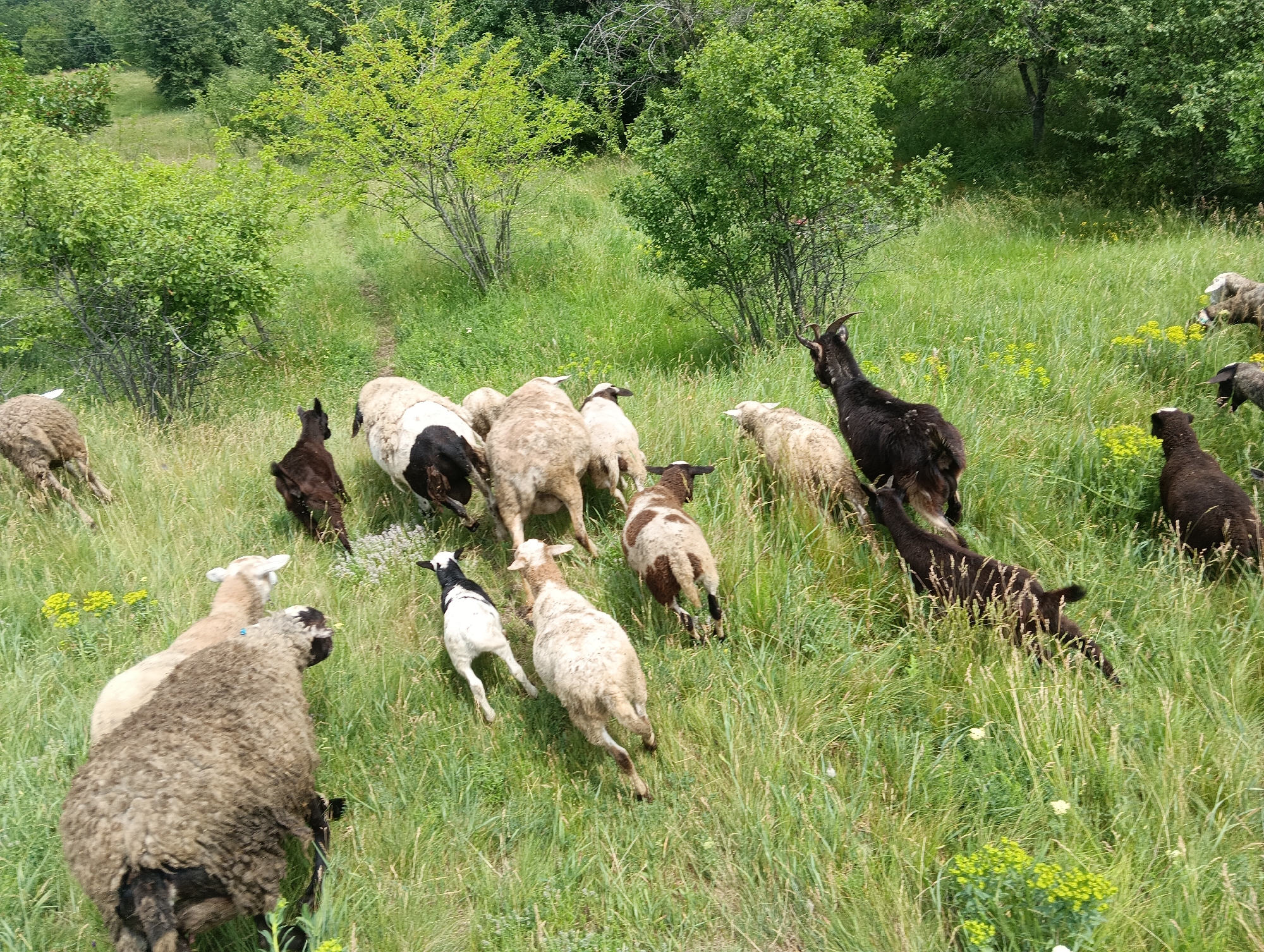 A herd of sheep and one goat are grazing in a grassy, hilly area with scattered trees. The sheep are of various colors, including white, black and white, and brown. One black goat with horns is standing near the center of the frame, facing to the right. Most of the sheep are facing away from the camera, with some moving away down a grassy slope. The environment appears to be a natural, rural setting. The time of day appears to be daytime, given the lighting. The location is Unknown, Unknown.