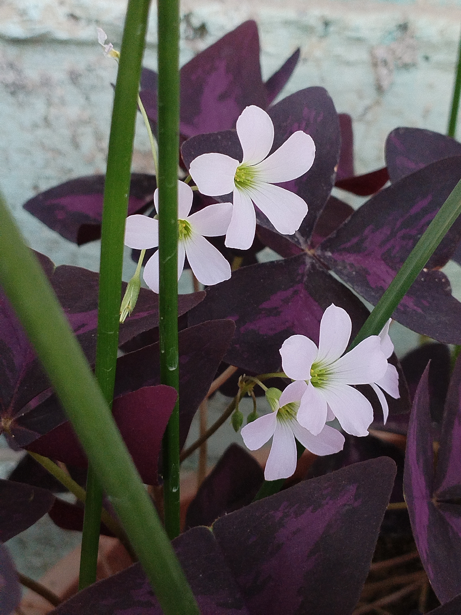 A close-up photograph shows delicate, white, butterfly-shaped flowers with green centers blooming amongst dark purple, heart-shaped leaves. Several thick, green stems are prominently featured in the foreground, obscuring parts of the flowers and leaves. The background is a light blue, textured wall, possibly a building exterior, which is out of focus. The image appears to have been taken outdoors. There are no people, animals, or specific landmarks visible that would indicate a precise location within Kyzyl-Kyya, Kyrgyzstan. The lighting suggests it is daytime.