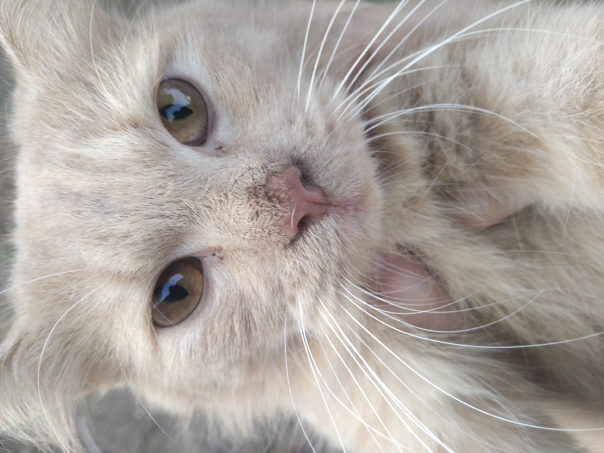 A close-up, head-on, eye-level shot of a light-colored cat's face. The cat has large, round, amber-colored eyes with dark, vertical pupils that reflect light. Its fur is a pale, peachy-brown color with some darker gray patches visible around the eyes and on the forehead. The cat's nose is a soft pink. Long, white whiskers fan out from its muzzle. The background is a blurred, neutral gray, suggesting an outdoor or natural setting. The image is focused on the cat's face, with its ears slightly visible at the top. There are no visible signs of the city of Tempeh, Indonesia in the image.