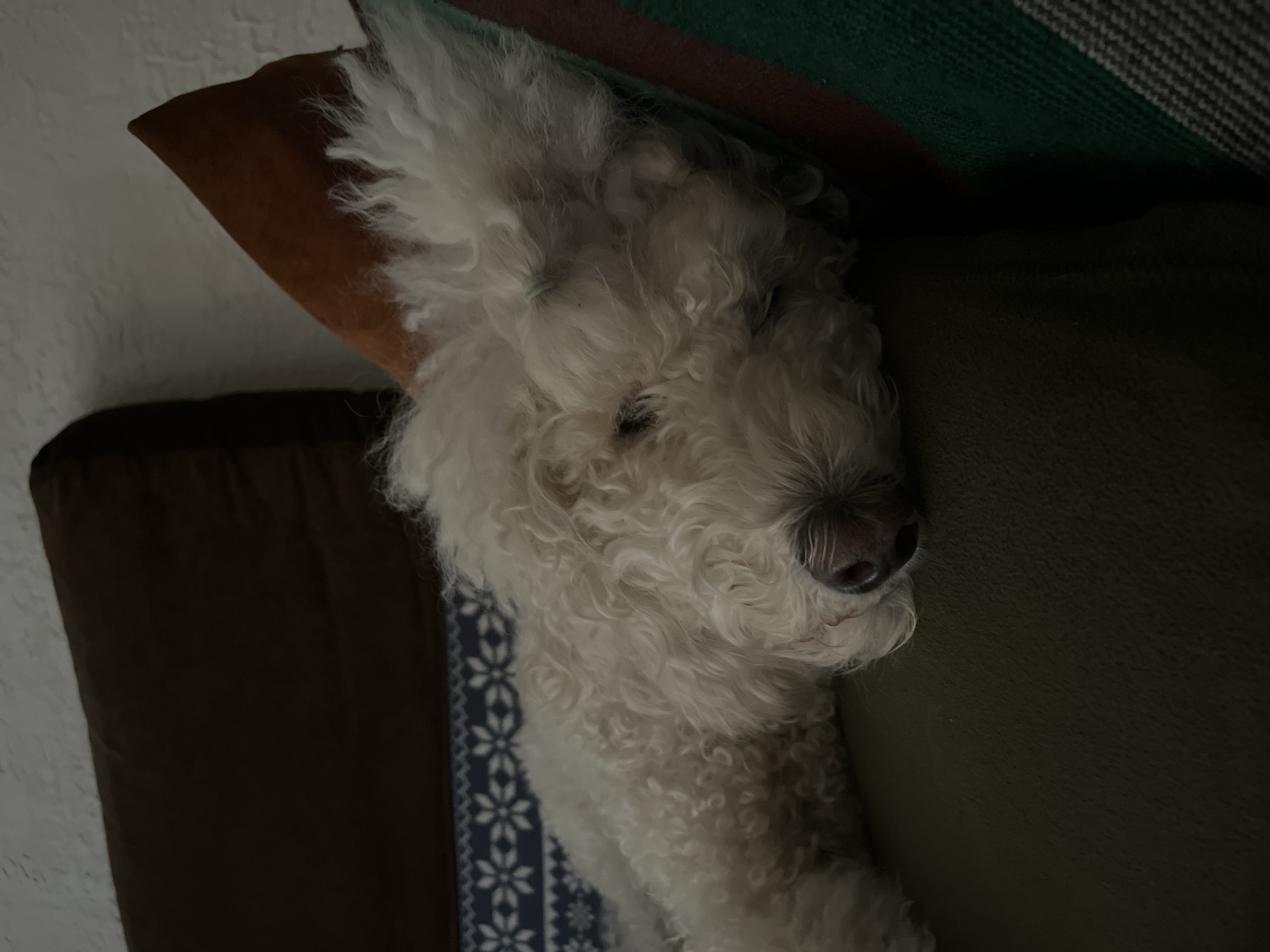A white, fluffy dog with curly fur is sleeping on a sofa. The dog's head is resting on a brown pillow and its body is stretched out along the sofa. The sofa appears to be covered in a dark green fabric. Behind the dog, there is a brown pillow and a pillow with a blue and white patterned fabric. To the right of the dog, there is a striped blanket in shades of green, gray, and pink. The lighting in the image is dim, suggesting it might be evening or the room is not brightly lit. The image was captured in Krasnoyarsk, Russia.