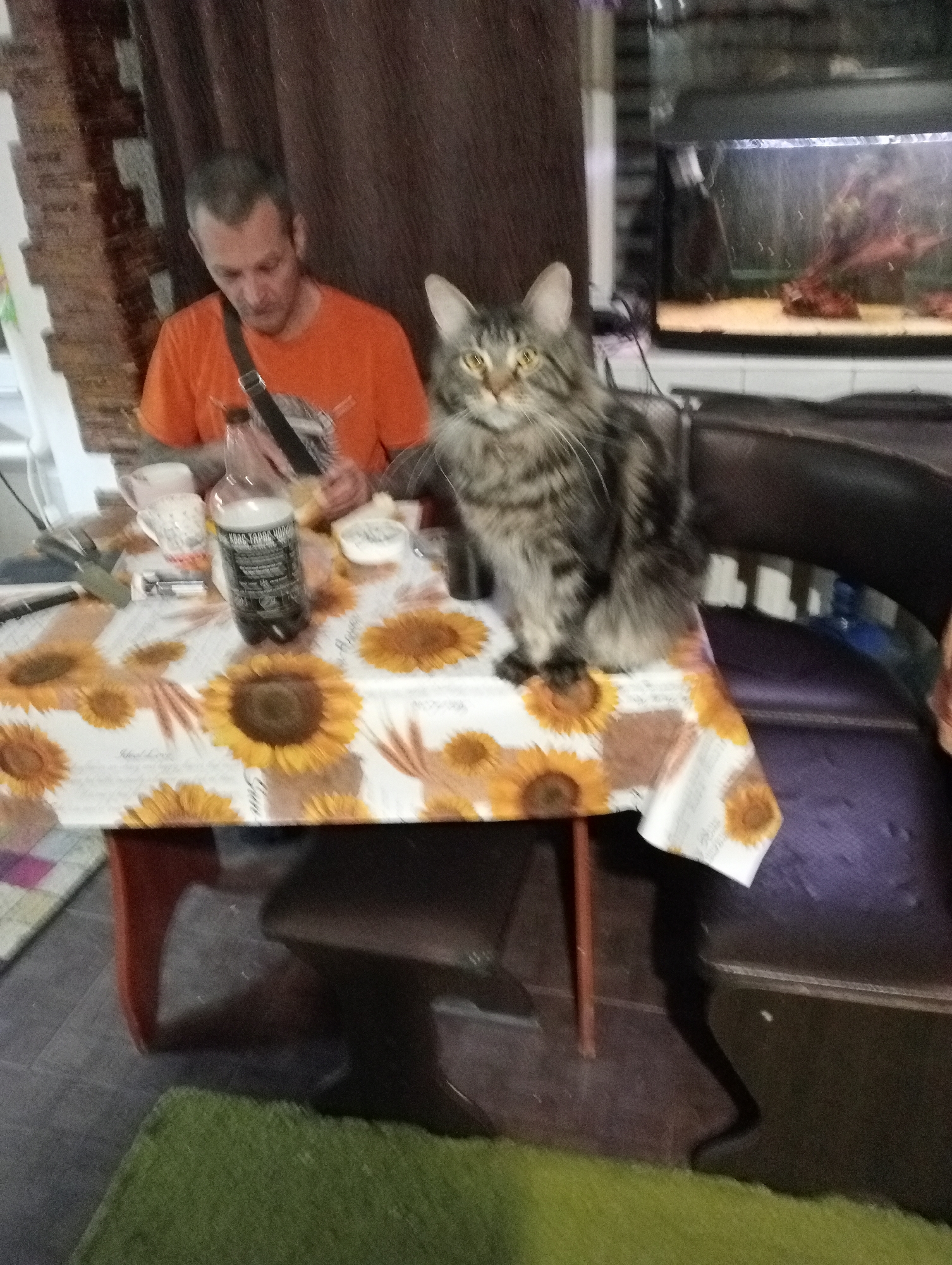 A man in an orange t-shirt is seated at a table covered with a sunflower-patterned tablecloth, looking down at something he is holding. A large tabby cat with fluffy fur is sitting on the table to his right, looking directly at the camera. On the table are a bottle of dark liquid, a mug, a small dish, and other items that are not clearly identifiable. Behind the table is a dark brown curtain. To the right of the cat and behind the table, a dark leather chair is visible, and further in the background, there is an aquarium. The scene appears to be indoors, possibly in a kitchen or dining area.