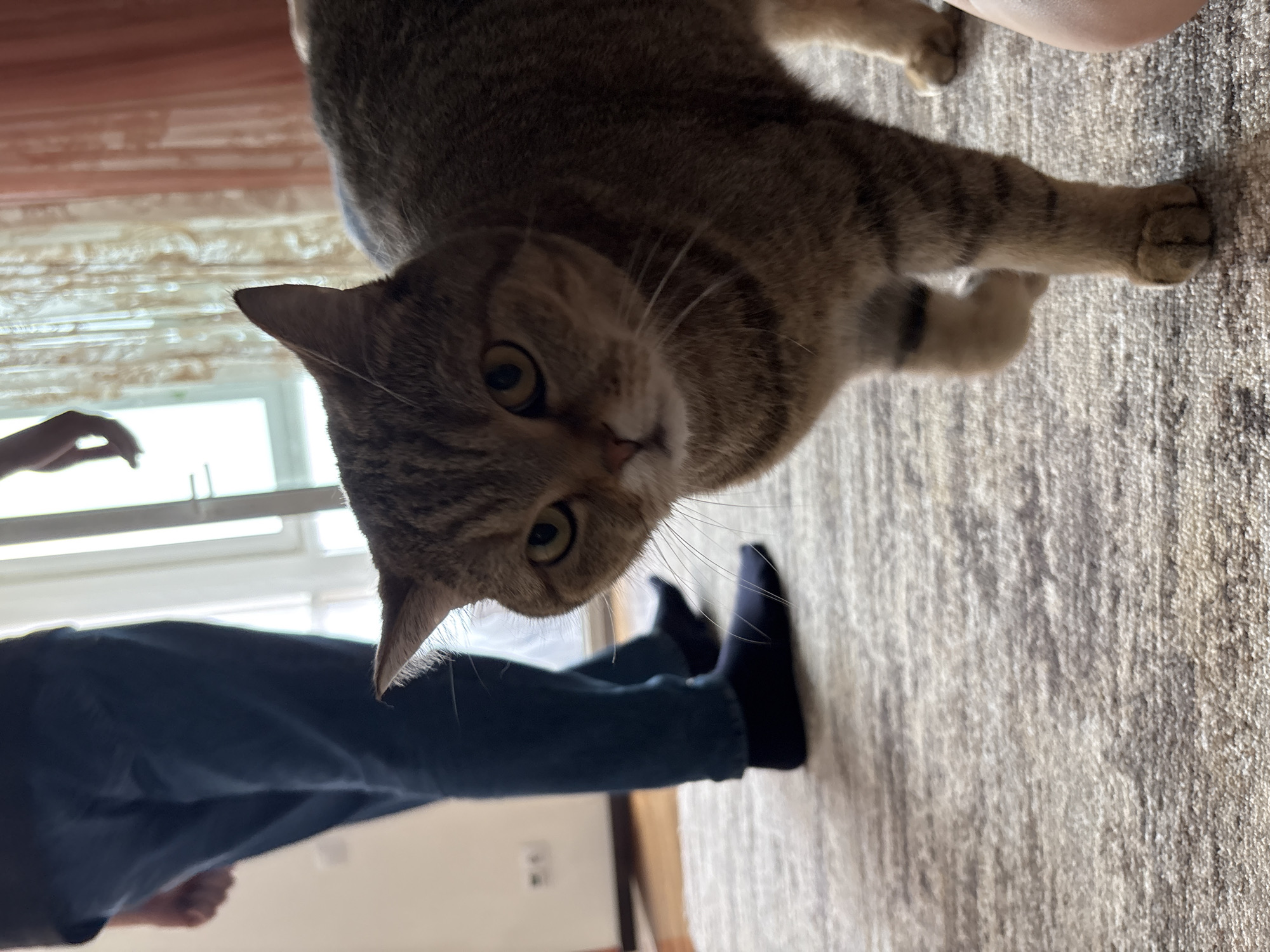 A tabby cat is pictured close-up, looking directly at the camera with its head tilted. The cat has distinctive markings on its fur and bright yellow eyes. A person's legs, clad in dark blue jeans and black socks, are visible in the lower portion of the image, suggesting the cat is interacting with someone. The cat's paws are also visible. The background shows a carpeted floor and what appears to be blinds or curtains with horizontal lines. A window or door with horizontal panes is visible in the upper left corner. The lighting suggests it is daytime, possibly indoors. The overall impression is that of a domestic scene, possibly in an apartment, given the presence of a carpet and window blinds typical of residential settings. The cat's expression is curious and direct. No visible text is present in the image.