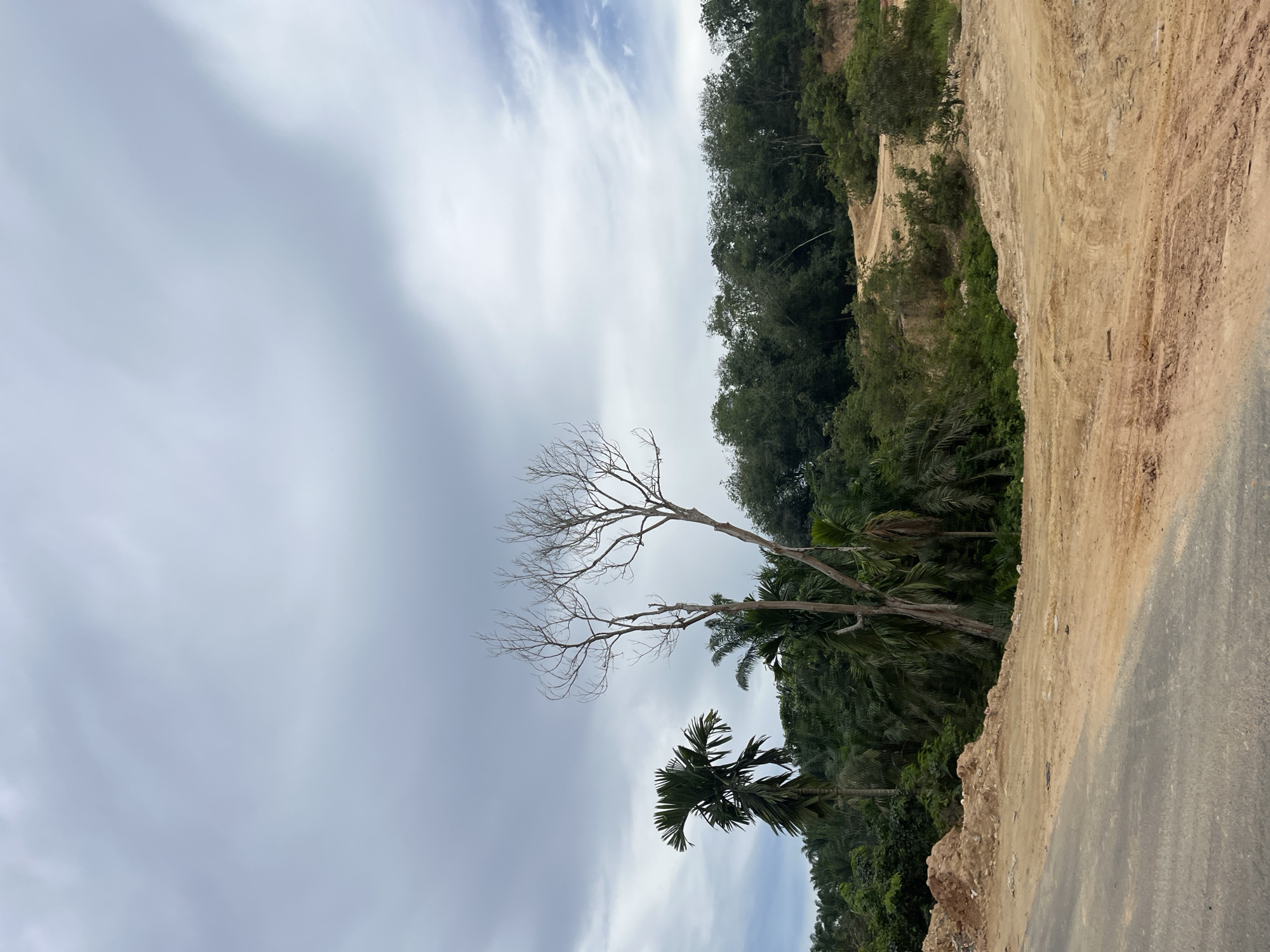 The image depicts a partially cleared construction site in Benuaraja, Indonesia, with a dusty, dirt road curving through the foreground. The landscape features a dense backdrop of lush green trees and palm trees, contrasting with the raw, excavated earth. A bare, skeletal tree stands prominently in the mid-ground, its branches reaching towards a cloudy, overcast sky. The ground is a mix of loose soil and compacted earth, with visible tire tracks suggesting recent activity. The overall impression is one of ongoing development in a tropical environment.