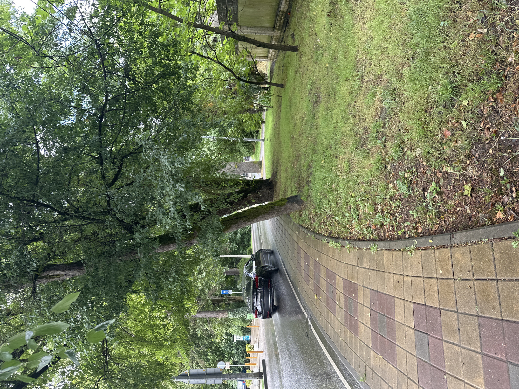 The image depicts a street scene in Sochi, Russia, on a cloudy or rainy day. A black sedan is driving on a wet asphalt road, leaving a wake of water. Adjacent to the road is a sidewalk paved with square tiles in a mosaic pattern of beige, brown, and reddish-purple. The sidewalk is bordered by a patch of green grass, some of which is overgrown with weeds. Large trees with dense green foliage line the street, casting shadows and creating a canopy overhead. In the background, there are more trees, a fence, and what appear to be street signs and traffic signals, suggesting an urban or suburban environment. The overall impression is one of a lush, green, and possibly damp setting.