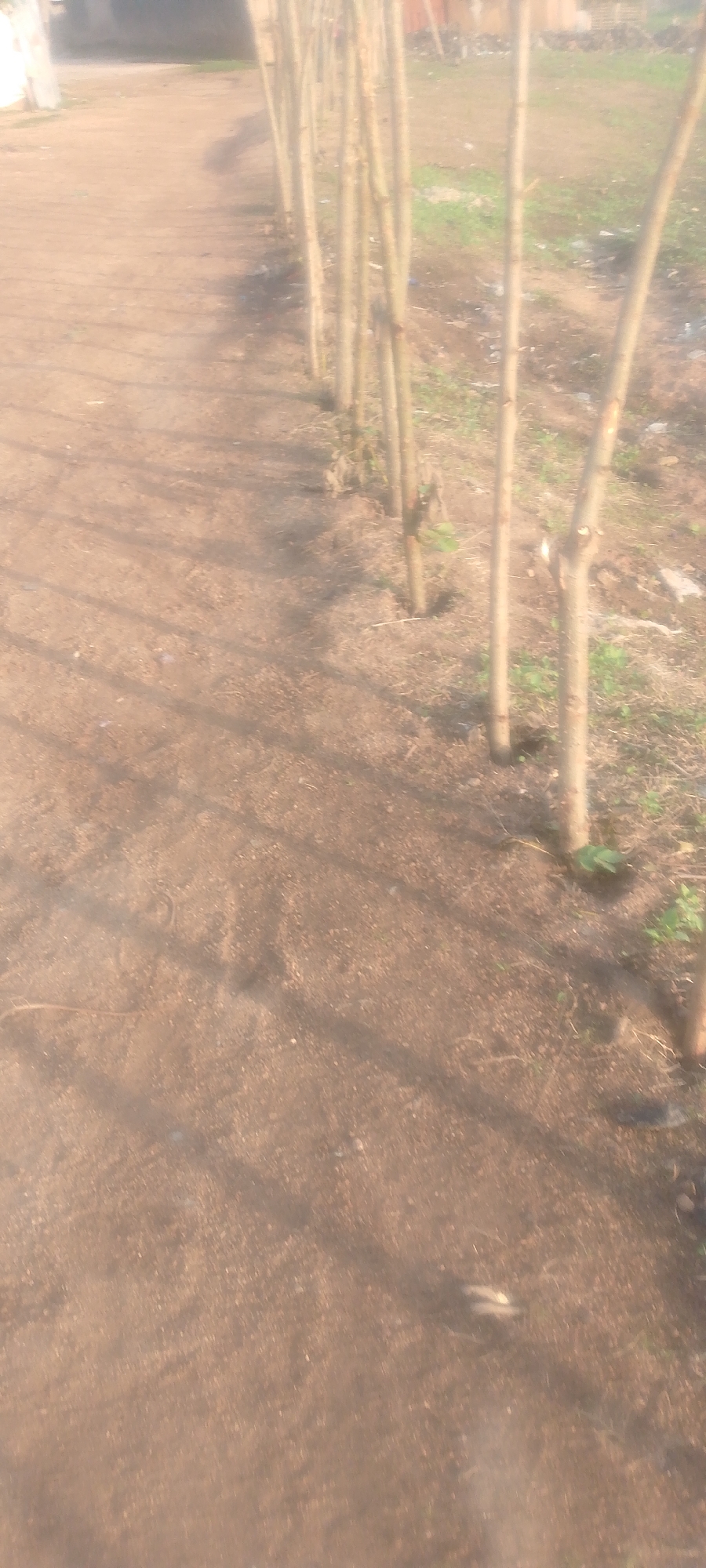 The image shows a row of young trees planted along a dirt path. The trees are thin and bare, with some cut branches visible at their tops. They are planted in small mounds of soil. The path is covered in loose dirt and some dry grass. In the background, there is a blurred view of buildings and more vegetation. The overall impression is of an outdoor scene in a somewhat undeveloped area, possibly a street or pathway in a residential or semi-rural part of Jalingo, Nigeria. The lighting suggests it is daytime. There are no people visible in the image.