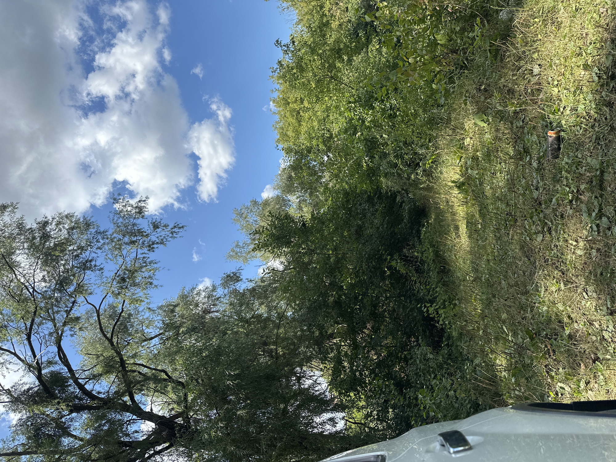 This is a horizontal, eye-level, outdoor photograph taken in a grassy area with dense foliage and trees under a blue sky with scattered clouds. The scene appears to be a natural, undeveloped area, possibly on the outskirts of Makiv, Ukraine, given the information provided. In the foreground, on the left side of the image, the side of a white vehicle is visible, including a door handle. The ground is covered in dry, patchy grass with some fallen leaves and debris. A discarded orange and black cylindrical object, possibly a fire extinguisher or a similar canister, lies on the grass in the lower right quadrant of the image. The midground and background are dominated by thick, green vegetation, including a large tree with drooping branches on the left and a dense wall of smaller trees and bushes stretching across the frame. The sunlight casts dappled shadows across the grass. The overall impression is a somewhat overgrown, natural environment.
