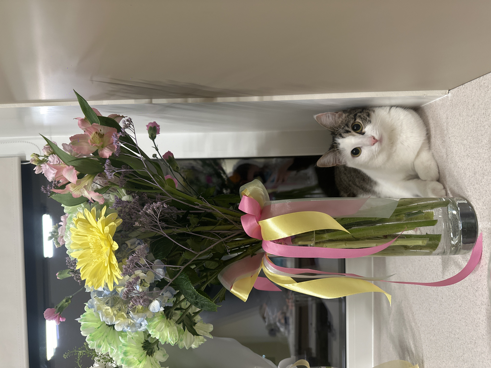 This image, captured in Noviy, Russia, presents an indoor scene featuring a domestic cat and a large floral arrangement. A tall, clear glass vase, filled with water, stands centrally on a light-colored, speckled countertop. The vase contains a vibrant bouquet comprising a prominent yellow gerbera daisy, light green and white chrysanthemums, light blue hydrangeas, pink alstroemeria, purple filler flowers, and a pink carnation bud. Multiple pink and yellow satin ribbons are tied around the vase, cascading down its sides. To the right of the vase, a domestic cat is reposing on the countertop, nestled against a light-toned vertical panel. The cat exhibits white fur on its chest, legs, and parts of its face, with distinct brown and grey tabby markings on its head and back. It possesses light yellow-green eyes and a pink nose, and its gaze is directed towards the viewer. The background behind the upper portion of the bouquet reveals a window fitted with blinds, within which a faint reflection of a person holding a phone is visible. The scene is uniformly illuminated.