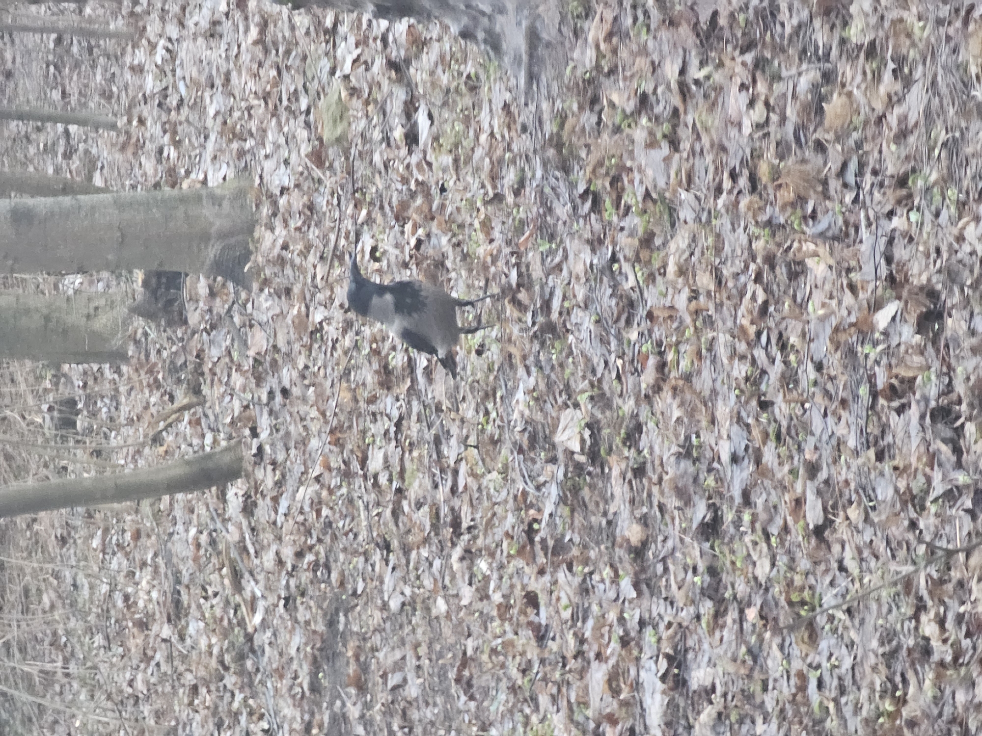 The image depicts a wooded area in Khimki, Russia. The ground is covered in brown leaves and some green vegetation is emerging. A crow is visible in the center of the frame. Several fallen logs lie on the left side.