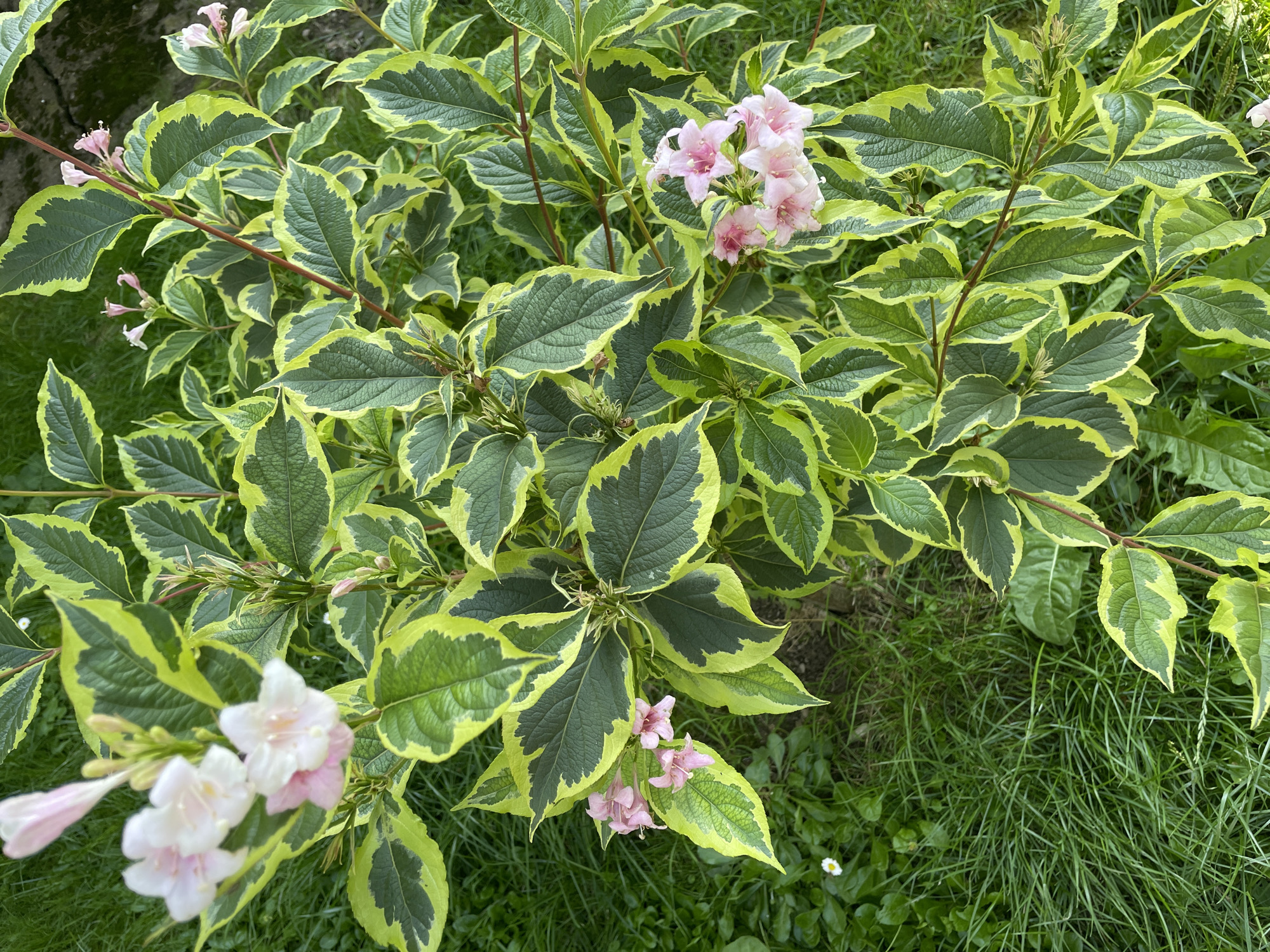 This is a top-down, eye-level medium shot of a variegated shrub with green and yellow leaves, adorned with clusters of small, pale pink, bell-shaped flowers. The shrub is situated in a garden with green grass and some small white flowers. The scene appears to be outdoors, possibly in a residential yard or a park. The lighting suggests it is daytime. The image was taken in Piatra-Neamț, Romania.
