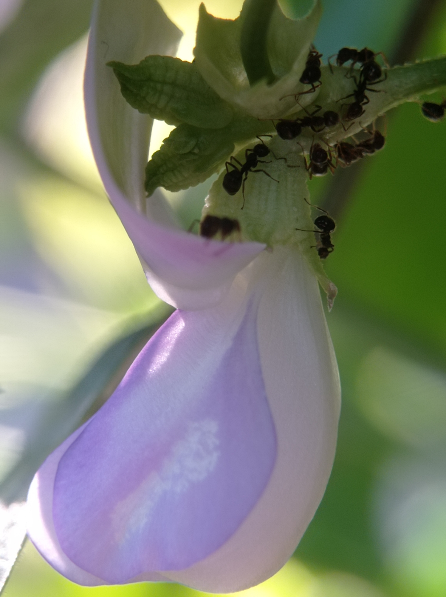 A close-up, slightly angled shot captures a cluster of ants on a delicate, pale purple flower. The flower's petals are translucent and gently curved, with a faint white pattern visible on the lower portion. The ants, mostly black, are scattered across the green stem and the base of the flower petals, some appearing to be feeding or interacting. The background is a soft blur of green and yellow, suggesting a natural, outdoor environment. The lighting highlights the textures of the flower and the ants.
