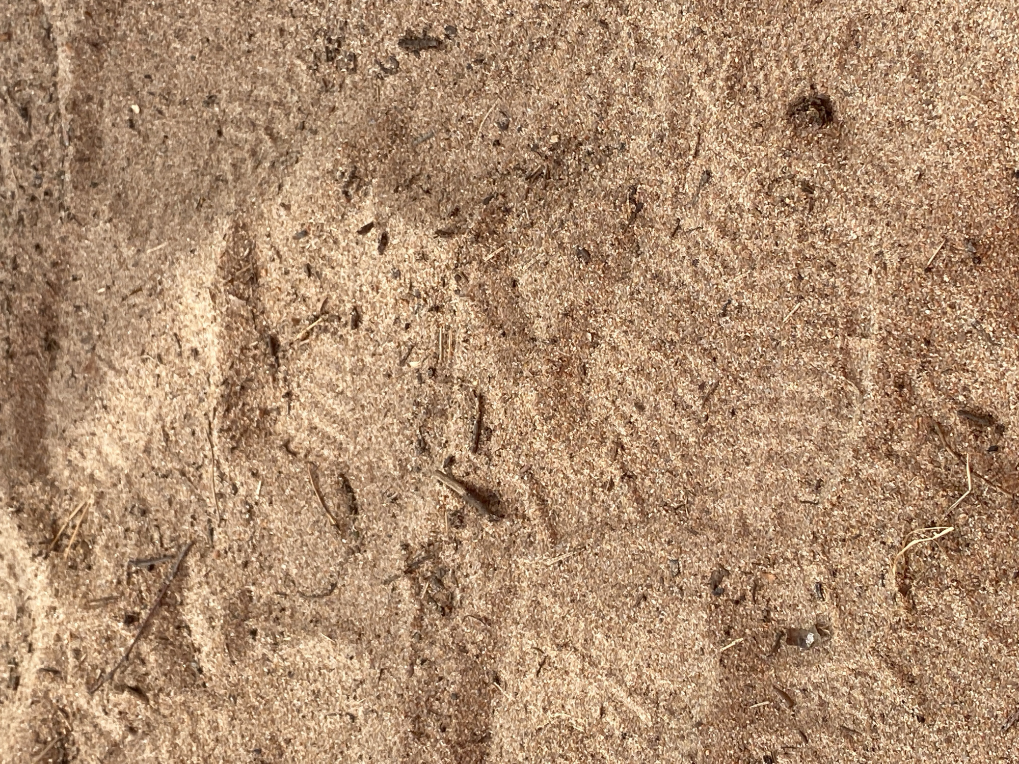 The image shows a close-up view of dry sand with small pieces of debris, such as twigs and pine needles, scattered across the surface. There are subtle indentations and textures within the sand, possibly from footprints or natural settling. The lighting suggests an outdoor environment, likely under natural sunlight, casting soft shadows. The context provided indicates this scene is located in the city of Baltiiskoe, Russia. The image focuses solely on the ground surface, with no people or specific objects of interest other than the sand and debris.