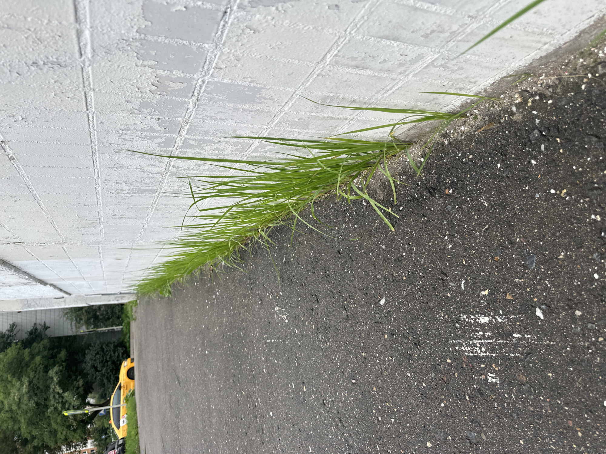 The media file depicts a close-up, low-angle shot of a curb where a line of bright green grass is growing. The curb is composed of textured white tiles, some of which show signs of peeling paint, suggesting wear and age. The grass is dense and long, spilling over the edge onto the dark asphalt of what appears to be a road or sidewalk. The asphalt is speckled with small white and gray fragments. In the background, partially obscured by the grass and the angle of the shot, is a glimpse of trees and a bright yellow vehicle, possibly a car or a taxi, with some lettering on its side. The overall scene suggests an urban environment where nature is making its presence felt in unexpected places. The lighting indicates it is daytime, with no specific weather conditions immediately apparent beyond natural daylight. The focus is on the contrast between the man-made structures and the natural element of the grass. No specific activity or event is clearly taking place; the image seems to capture a static moment.