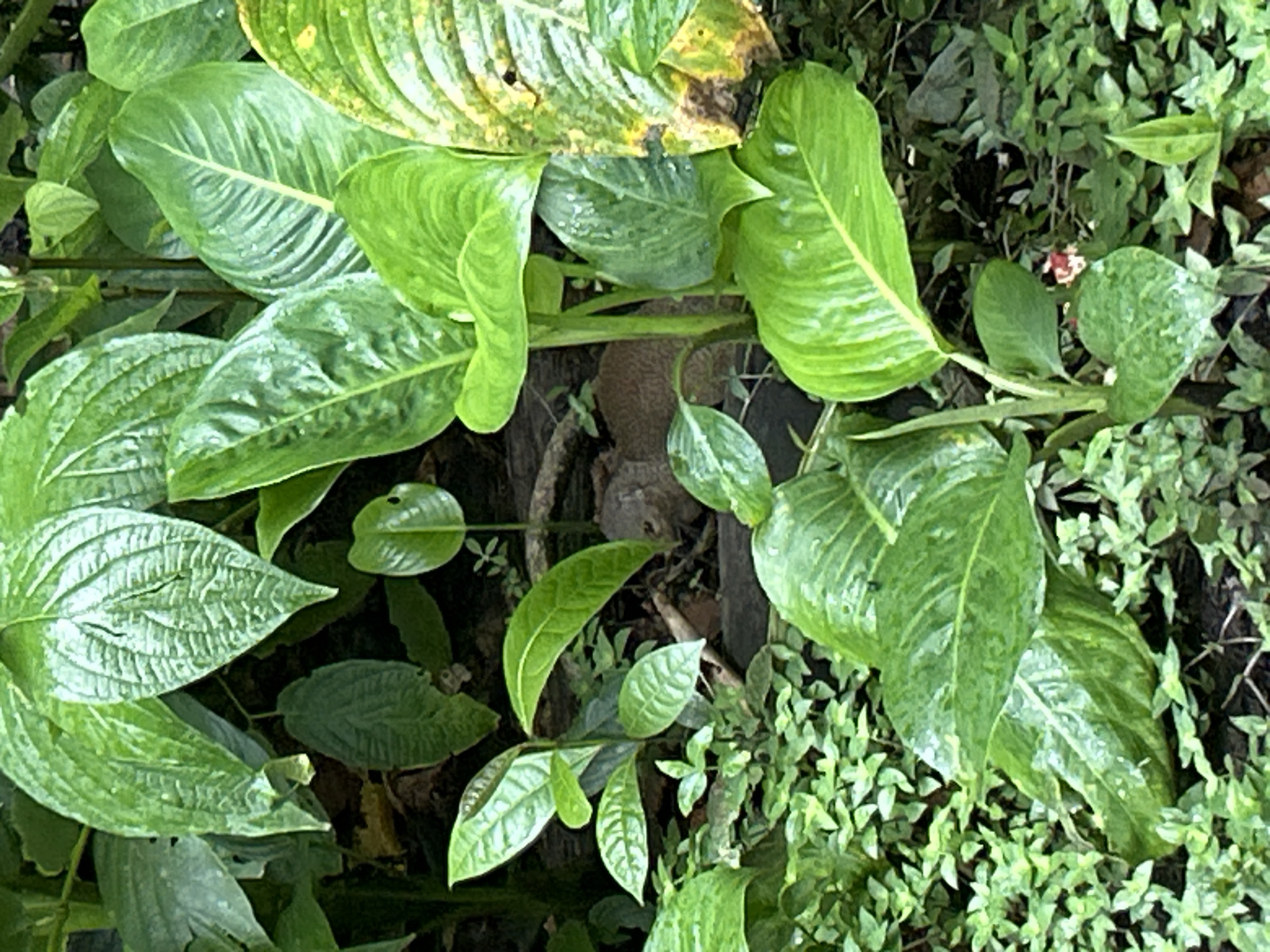 The image shows a close-up of various green plants. Larger, glossy leaves with prominent veins dominate the upper left and right sections. There's evidence of discoloration on some leaves, appearing yellowish. Smaller, dense ground cover plants surround the base of the larger plants, exhibiting a lighter green hue. Some of the plants are growing around a wooden beam. The location is Petit-Bourg, France. No people are visible.