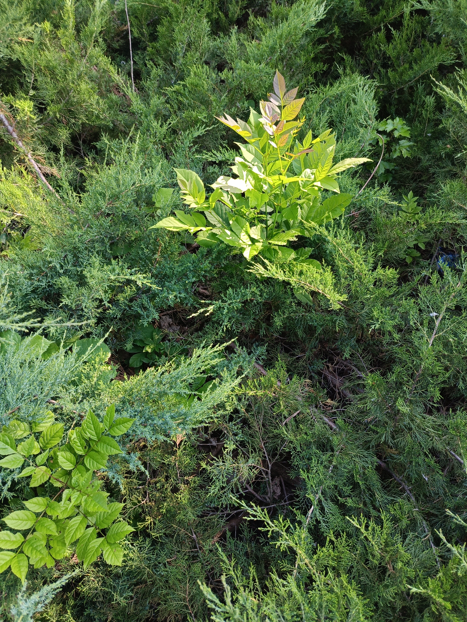 The image is a high-angle, medium shot of dense, green foliage in an outdoor setting. The dominant plants are juniper bushes, characterized by their needle-like leaves and sprawling growth habit. Interspersed among the juniper is a small, leafy plant with broader, compound leaves that appear to be a different species, possibly a young tree or shrub. Some of the leaves on this plant are tinged with red and bronze, suggesting new growth or the onset of autumn. The lighting suggests a sunny day, with sunlight dappling through the leaves, creating highlights and shadows. The background is filled with the texture and varying shades of green from the dense vegetation, making it difficult to discern any specific man-made structures or clear ground. No people or animals are visible. The scene appears to be a natural or semi-natural landscape, possibly a garden bed or a wild area within a park or undeveloped land. There are no visible clues to indicate a specific city or location.