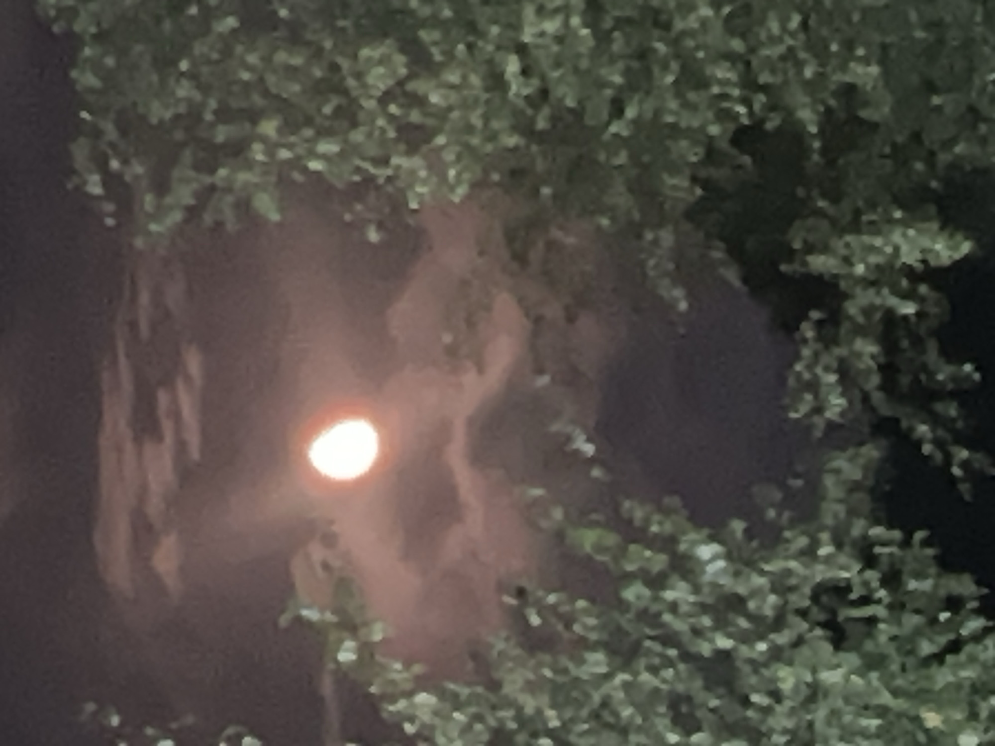 A partially obscured moon glows a warm orange as it peeks through wispy, pink-tinged clouds. The moon is framed by the dark silhouettes of green foliage from trees, creating a natural, organic border around the celestial body. The scene appears to be outdoors at night. There is no information in the image to suggest the location is Ussurijsk, Russia.