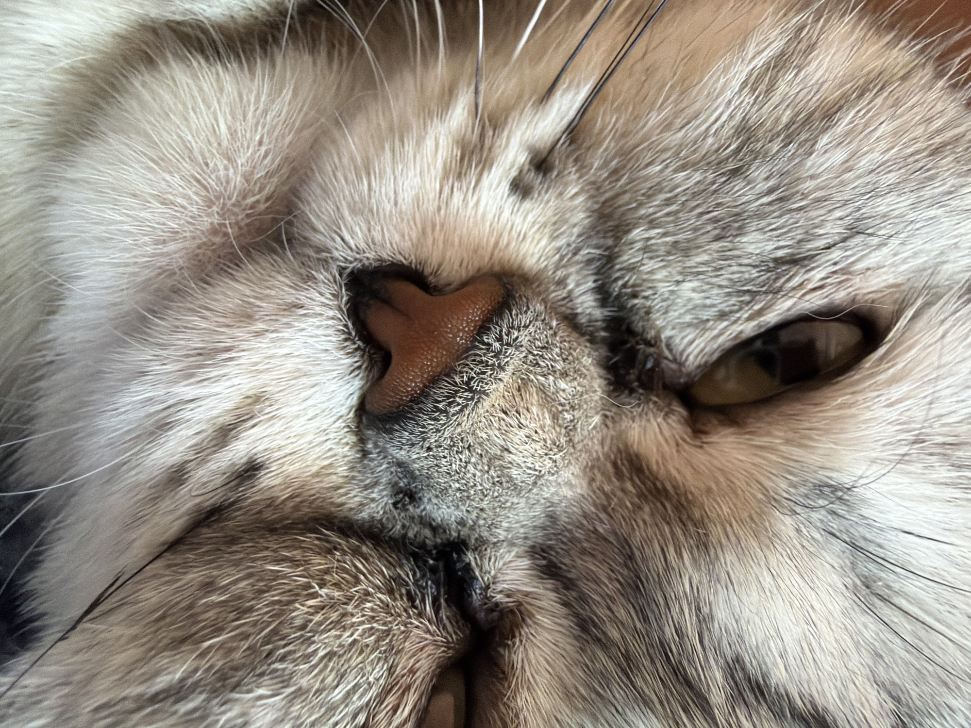 The image is a close-up shot of a cat's face, specifically the area around its nose, mouth, and one eye. The cat has grey and white fur with prominent whiskers. Its nose is pinkish-brown and textured. One eye is partially visible, appearing yellow-brown. The texture of the fur is detailed. The location in the city of Chaikovsky, Russia is not discernible from the image. There are no people visible, and the only subject is the cat. There are no objects separate from the cat's features. The action is a close-up of the cat's face at rest. There are no interactions visible. The environment is limited to the cat's fur and skin.