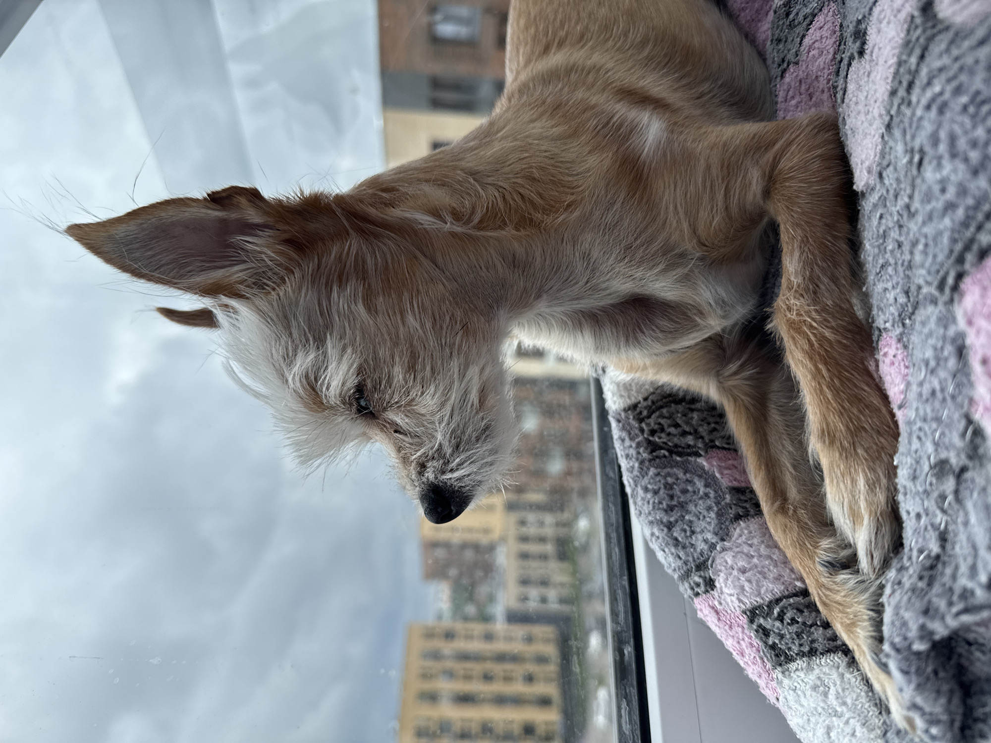 A tan and white small dog with upright ears is resting on a blanket on a windowsill, looking out at a cloudy sky and a city skyline. The dog's head and forelegs are visible. The blanket is a textured fabric with a pattern of pink, grey, and white squares. In the background, through a window, there are several multi-story buildings with a light brown facade and dark windows. The sky is overcast with heavy, grey clouds. The scene is indoors, likely an apartment, with the window providing a view of an urban environment. The location is identified as Laikovo, Russia.