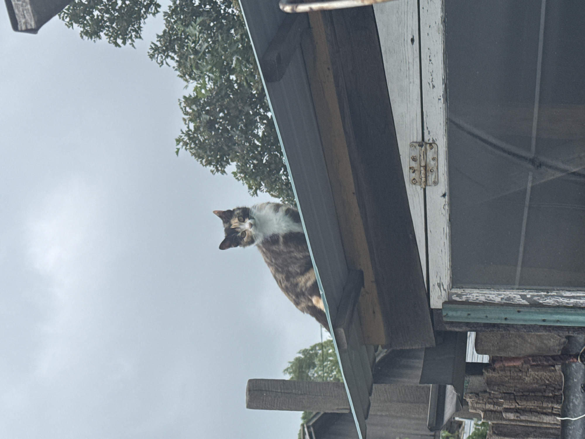 A calico cat is perched on a wooden beam, looking down at the camera. The cat has white, brown, and black fur with green eyes and a white chest. The setting appears to be outdoors, with trees and a cloudy sky visible in the background. The cat is on the edge of a structure, possibly a roof or a balcony, with a window and a hinge visible on the right side of the image. The image is taken from a low angle, looking up at the cat. The lighting suggests it is daytime, with overcast weather. There is no visible text in the image. The scene is likely in Borisovka, Russia, as per the provided location context. The cat appears alert and curious. The wooden elements are weathered, indicating an outdoor structure that has been exposed to the elements. The overall impression is a candid shot of an animal in its environment.