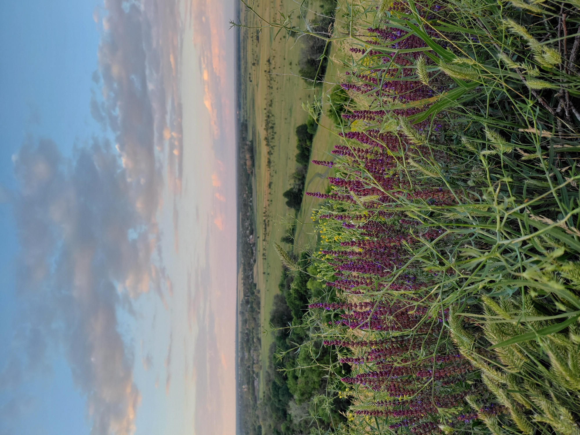 This image captures a scenic landscape view from a grassy incline overlooking a valley. The foreground is dominated by lush green vegetation and clusters of small purple flowers, creating a vibrant natural border. Beyond this, the landscape unfolds into a vast expanse of rolling green fields and scattered trees, suggesting a rural or wilderness setting. A dirt path or road can be seen winding its way through the fields in the distance.
The sky above is a soft blend of blues and muted oranges, characteristic of either sunrise or sunset. Wispy clouds are scattered across the sky, catching the warm hues of the setting or rising sun. The overall mood of the image is tranquil and serene, evoking a sense of peace and natural beauty. There are no people or specific objects visible that would indicate a particular activity or event. The lighting and colors suggest it is either early morning or late evening.