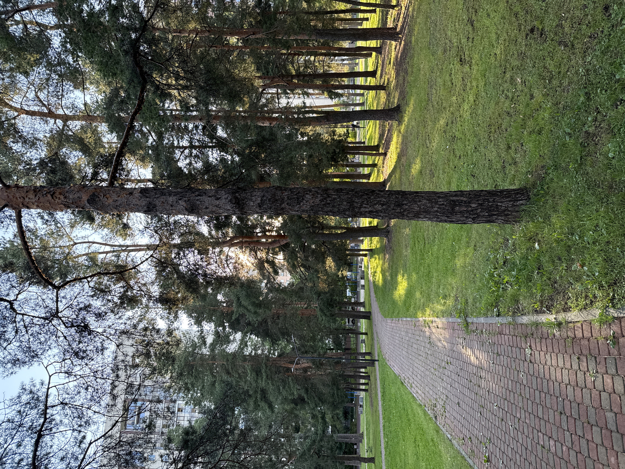 A paved walkway curves through a grassy park, flanked by tall pine trees. The sun casts dappled shadows across the lawn and path, indicating it is late afternoon or early morning. In the background, a modern apartment building is visible through the trees. The park appears to be well-maintained, with benches and a lamppost along the walkway. The scene is serene and peaceful, evoking a sense of calm. This park is located in Vsevolozhsk, Russia.