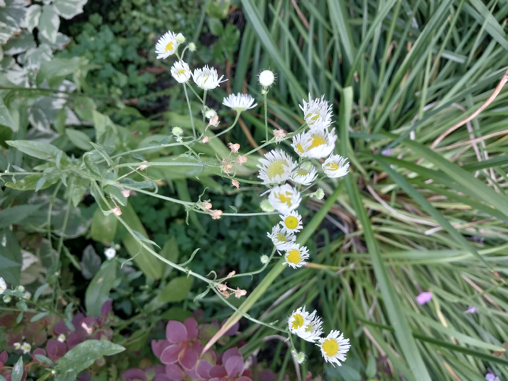 The image depicts a close-up view of small, white daisy-like flowers with yellow centers, hanging from delicate green stems. The flowers are arranged in clusters, some in focus and others blurred. They are set against a backdrop of lush green foliage, with hints of deeper green and some reddish-purple leaves visible on the left side. Long, thin blades of grass fill the lower portion of the frame, with some blurry purple flowers interspersed in the background. The scene suggests a garden or natural outdoor setting. The image was taken in Doslidne, Ukraine.