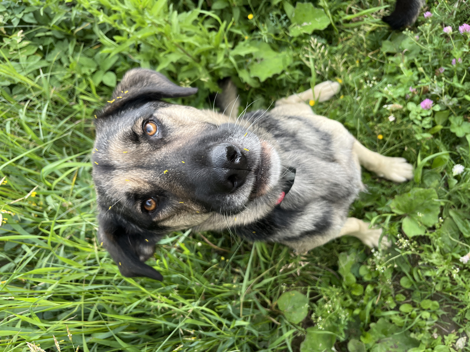 An eye-level, medium shot captures a medium-sized dog with tan and black fur sitting in a patch of vibrant green grass. The dog's head is tilted slightly upwards, facing the camera with its ears perked. Its amber eyes are wide and alert, and its muzzle is slightly open, revealing its pink tongue. Small yellow flower petals are scattered across the dog's head, ears, and muzzle, suggesting it has been playing in a field. The background is filled with lush greenery, interspersed with small yellow and pink wildflowers, creating a natural and slightly wild environment. The scene appears to be located outdoors in a grassy area, possibly a park or a field, in Nizhny Tagil, Russia, given the context of the prompt. There are no people or other animals clearly visible in the frame. The lighting is bright and natural, indicating it is daytime. The dog's collar is a dark red.