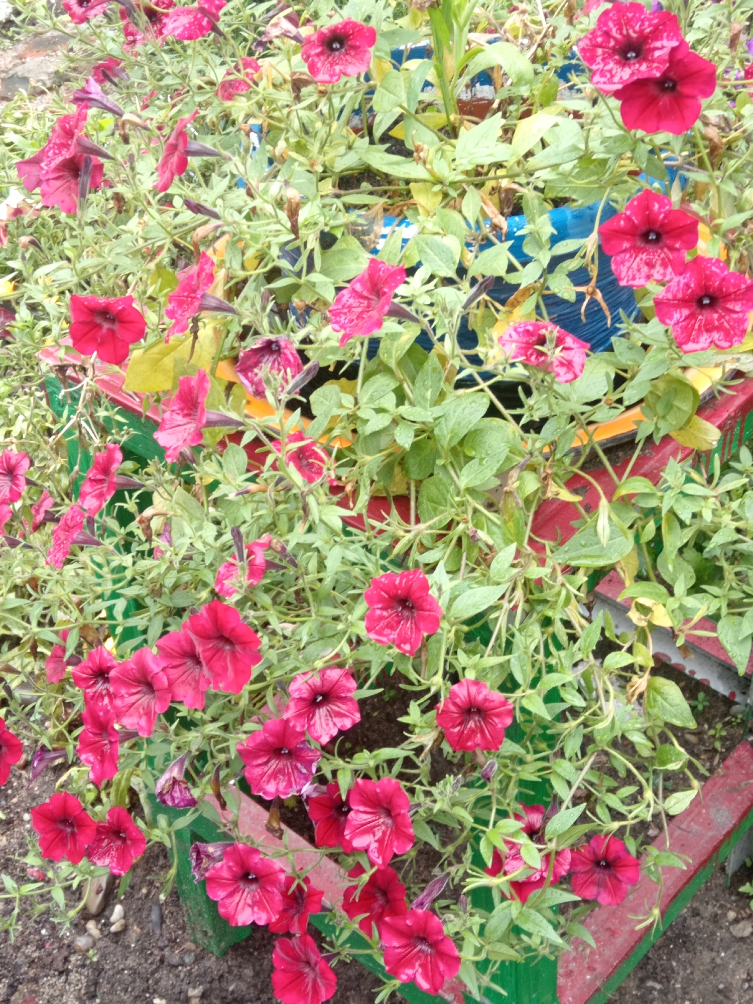 The image shows a close-up view of a dense cluster of vibrant pink petunias. The flowers are in various stages of bloom, with some fully open and others still in bud. The petals are a rich, saturated pink, and many have delicate darker veins. The leaves are a lush green, some appearing slightly damp, suggesting recent rain. The flowers are growing in an outdoor setting, likely in a garden or planter box, as indicated by the visible soil and a colorful, painted border that appears to be part of a planter or raised bed. The border is painted in sections of green and red, with a hint of yellow and blue visible in the background, suggesting a playful or decorative element. The overall impression is one of abundant, blooming nature within an urban or suburban environment. This scene could be located in Belogorsk, Russia, where such flower displays are common in public spaces and private gardens. There are no people or animals visible in the frame.