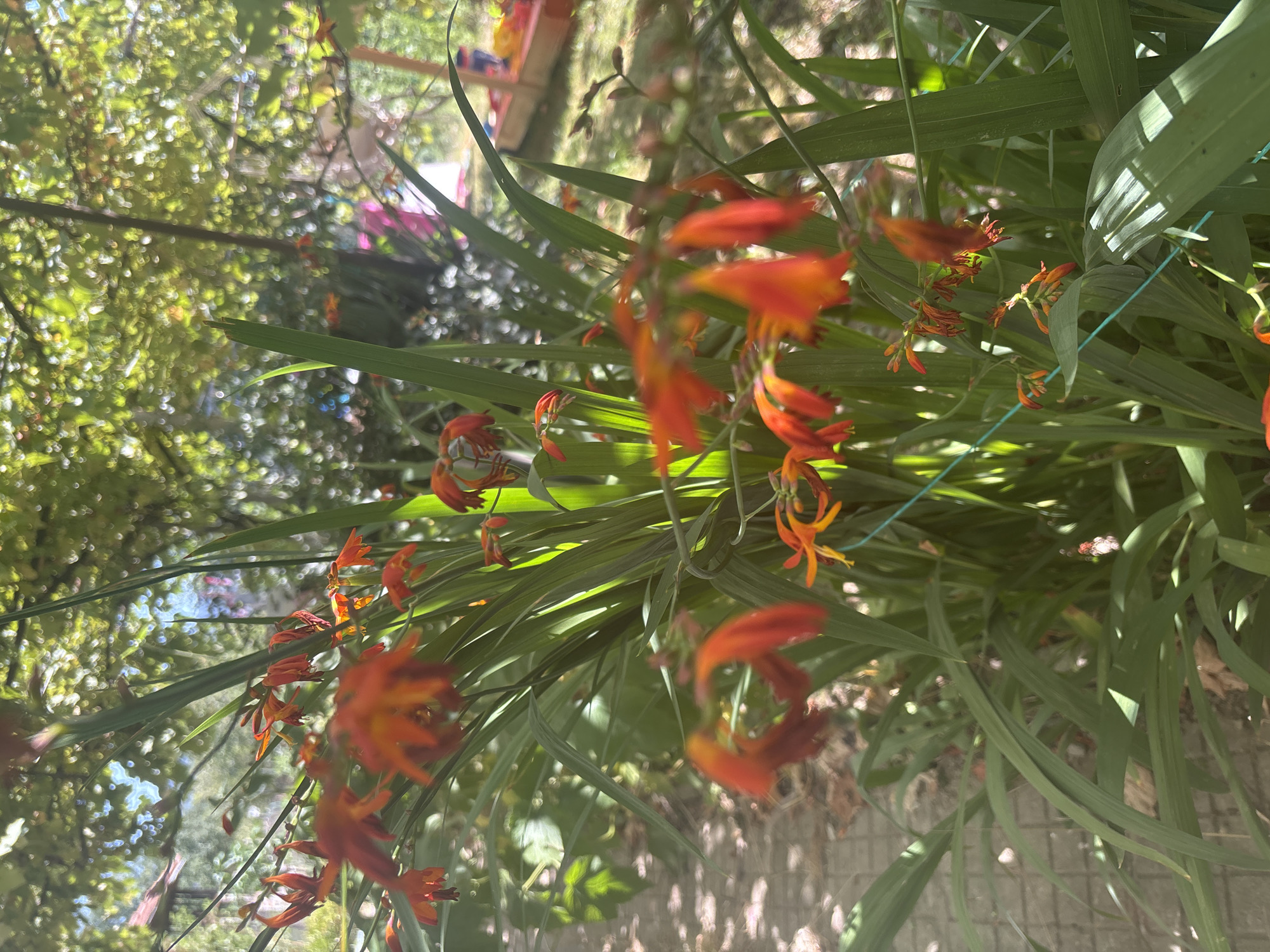 In Trudovets, Bulgaria, this close-up photograph captures a cluster of vibrant orange flowers, likely Crocosmia, in full bloom. The flowers, with their delicate petals and slender stalks, are interspersed with long, sword-like green leaves, creating a lush and naturalistic composition. The background is softly blurred, revealing a dappled sunlight filtering through the canopy of a tree, casting intricate patterns on a paved walkway. Hints of a children's play area, with colorful structures, are visible in the distance, suggesting a garden or backyard setting. The overall ambiance is one of serene natural beauty on a bright, sunny day.