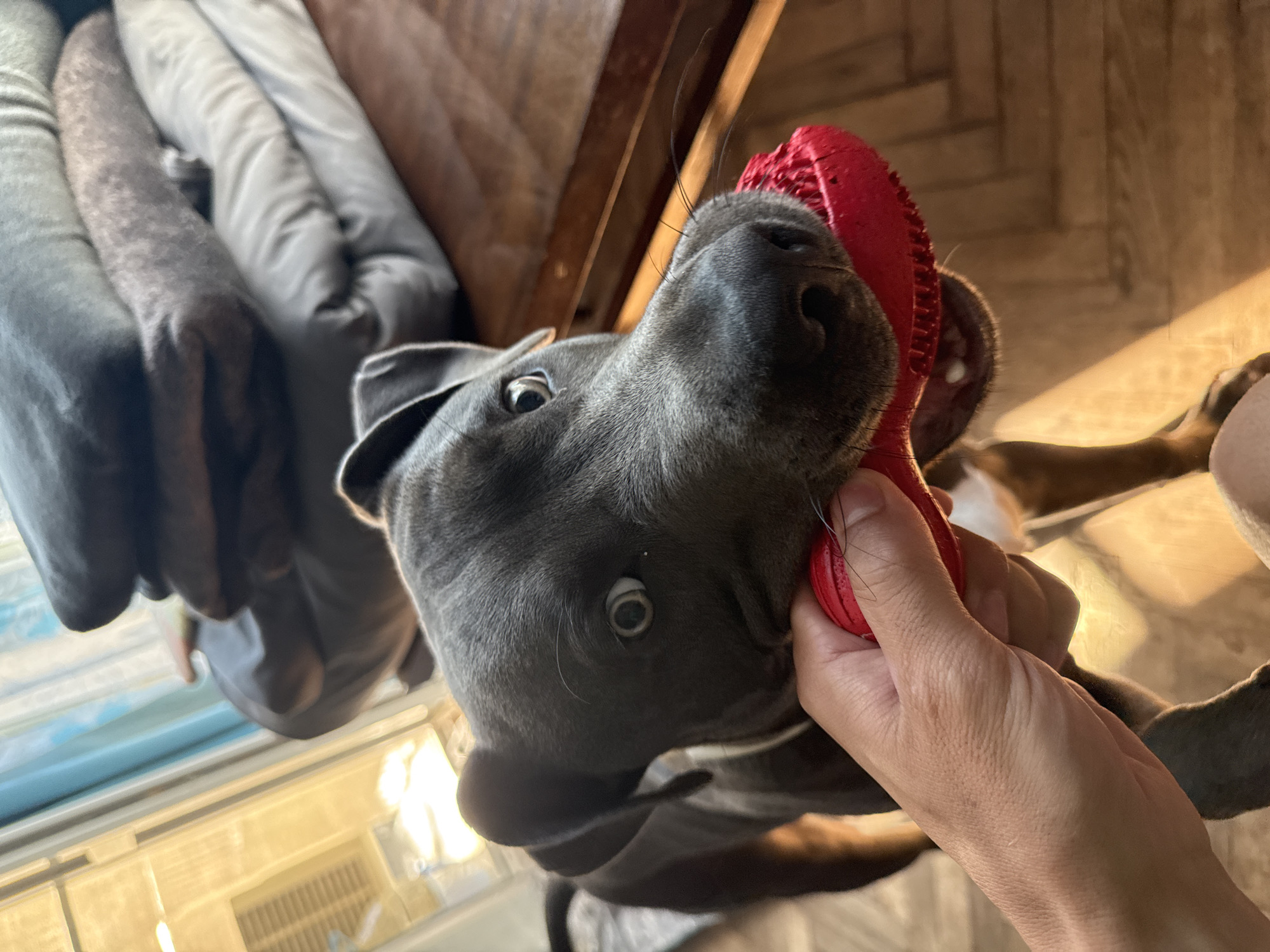 An up-close, eye-level shot shows a dark grey pit bull dog with wide, curious eyes holding a bright red chew toy in its mouth. The dog is positioned in the foreground, its head tilted slightly to the left as it looks directly at the camera. The dog's snout is pressed against the toy, and its mouth is slightly open, revealing its teeth and tongue. A human hand, with visible fingernails and skin texture, is holding the other side of the toy, suggesting an interaction between the person and the dog.
In the background, a stack of folded dark grey blankets is visible on a wooden surface, possibly a table or piece of furniture. To the left of the blankets, a window with vertical blinds is letting in warm, yellow light, creating a bright, sunlit area. The floor appears to be made of light-colored wooden planks. The overall setting is indoors, likely a home environment. The image does not provide specific information about the location within the city of Varna, Bulgaria.