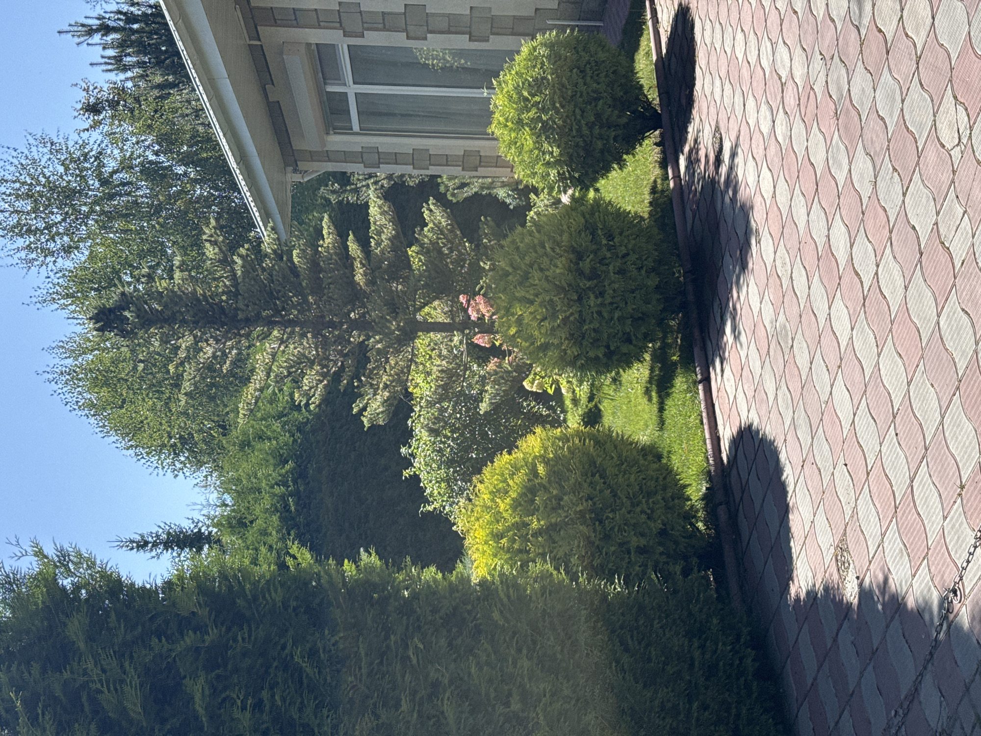 The image depicts a sunny outdoor scene in Sary-Oy, Kyrgyzstan, featuring a well-maintained yard. In the foreground, a patterned driveway made of interlocking reddish-pink and light grey pavers extends across the frame. Shadows from foliage are cast upon the driveway. To the left, a large, dark green evergreen tree stands tall, with its lower branches partially obscuring the view of the driveway. In the mid-ground, a line of three rounded, bright green bushes are planted on a neat lawn. Behind these bushes, a tall, slender evergreen tree rises, with its branches reaching towards the sky. Further back, a dense hedge of various green trees forms a backdrop. On the right side of the image, a portion of a light-colored building is visible. It has a white-trimmed roof and walls constructed from stone or brick with a textured, patterned finish. A large window with white framing and sheer curtains is set into the wall of the building. The sky above is a clear, bright blue. The overall impression is one of a peaceful, manicured residential or commercial property bathed in sunlight.