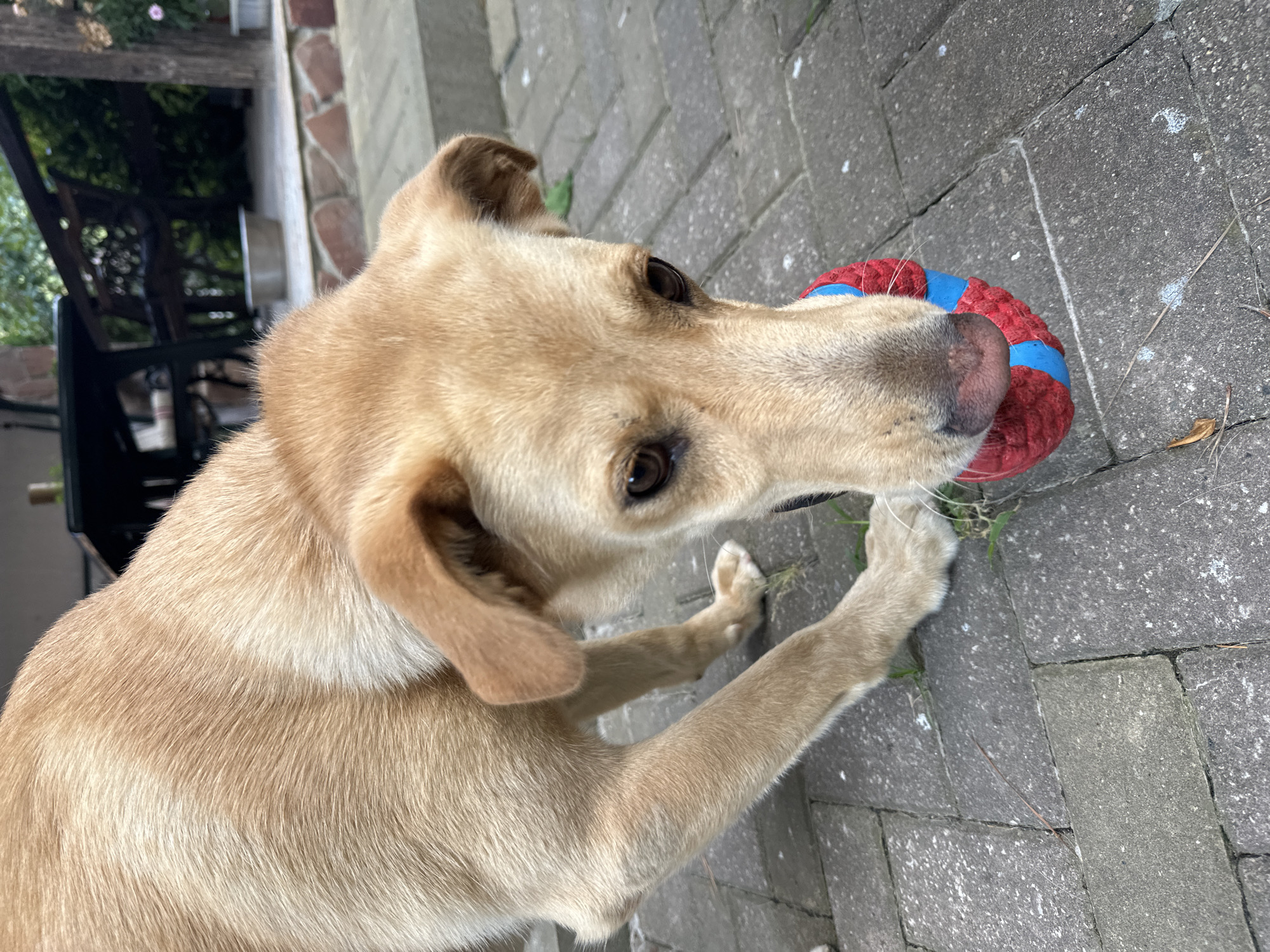 A light brown dog is shown in close-up, focused on a red and blue toy ball in its mouth. The dog's head and front paws are prominently featured, with its body extending out of frame. The setting appears to be an outdoor patio or garden area, with brick paving stones visible on the ground. In the background, a dark wooden table and bench are partially visible, suggesting a seating area. The overall lighting indicates it is daytime, possibly overcast. There is no specific indication of the city of Sochi, Russia in the image.