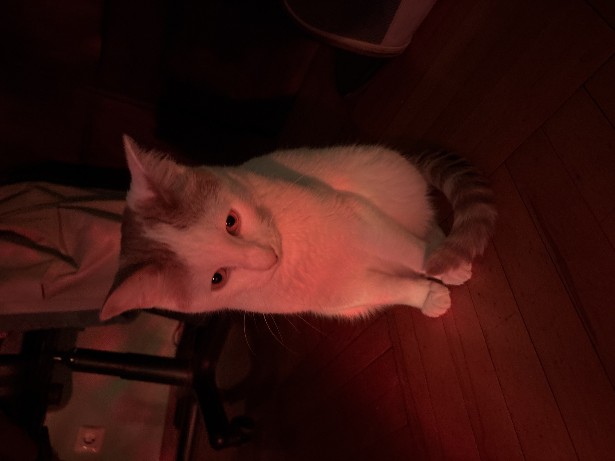 A white and orange cat with reddish eyes is sitting on a wooden floor, illuminated by a red light. The cat is looking down with its head slightly tilted. Behind the cat, a black office chair with a metallic base is visible. The background is dark, with some indistinct shapes and what appears to be a wall or fabric draped in the dim light. The scene suggests an indoor setting. The provided crops do not offer any information to place the image in Sinyavino, Russia.