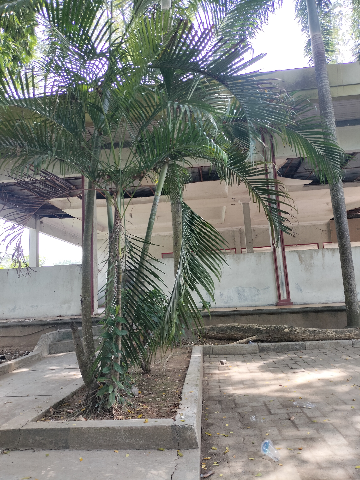 In Seuneubokpeunteut, Indonesia, a cluster of palm trees stands in front of an open-air structure with a partially exposed ceiling. The structure's exterior walls are a light color, and red beams are visible supporting the roof. The ground in the foreground is paved with light-colored bricks, with scattered leaves and a few pieces of plastic trash, including a discarded water bottle. To the left of the paved area, a concrete walkway leads to a set of stairs, and a large fallen log lies on the ground behind the palm trees. The scene appears to be outdoors, possibly in a park or a public area undergoing construction or renovation.