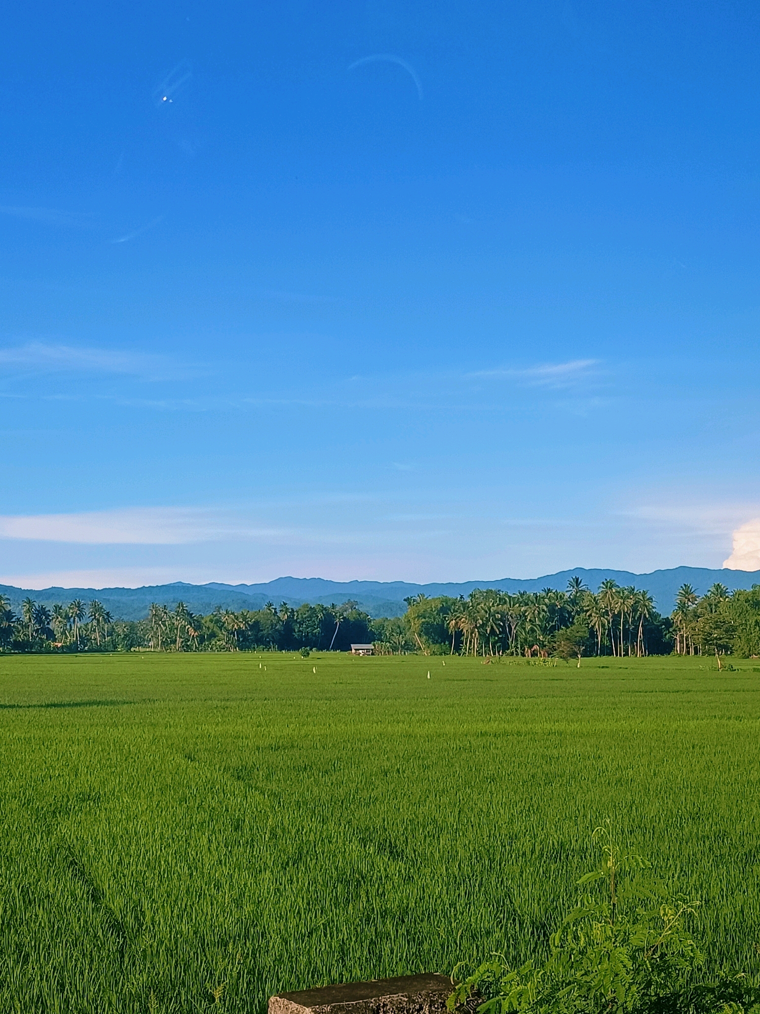 The image depicts a vibrant green rice field stretching towards a line of lush trees and distant blue mountains under a clear, expansive sky. In the middle ground, a small, rustic hut with a dark roof is nestled amongst the trees. Scattered throughout the field are several white poles, likely marking boundaries or for agricultural purposes. The foreground features a weathered, grey concrete structure, possibly part of a barrier or pathway, with a few green plants growing near it. The overall scene captures a serene rural landscape in Pulo Dayah, Indonesia, bathed in natural light. There are no people visible in the image, and no discernable actions or interactions are taking place. The environment is characterized by agricultural land, dense vegetation, and a natural mountain backdrop, under a bright, cloudless sky.