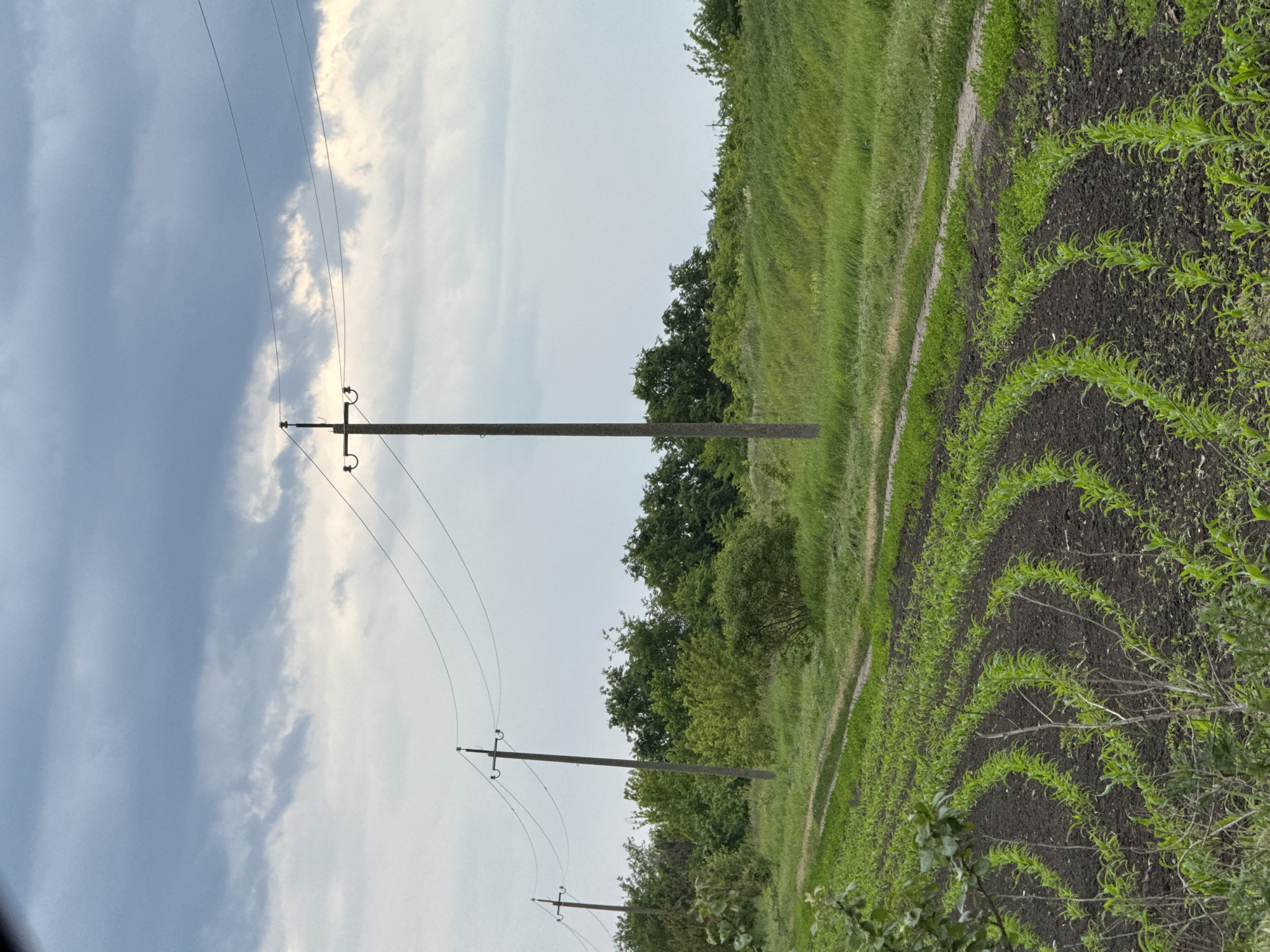 This landscape image, captured in Zanky, Ukraine, presents a tranquil rural scene under a dynamic sky. The photograph is oriented horizontally, revealing a blend of agricultural land, natural vegetation, and utility infrastructure.
In the foreground and midground on the right, vibrant green crops are meticulously planted in neat, curved rows across dark soil, indicating early growth in a cultivated field. Adjacent to these crop rows, a strip of uncultivated green grass runs parallel, possibly marking a field boundary or a simple dirt path.
Several dark, sturdy electricity poles with power lines strung between them stand prominently in the midground, extending across the frame. These poles are partially silhouetted against the sky. Behind the poles and the grassy area, a dense band of green trees and shrubs forms a lush natural barrier, suggesting the edge of a wooded area or a significant cluster of vegetation.
The sky dominates the upper part of the image, displaying a mix of light blue patches and an array of clouds. White, fluffy clouds are interspersed with darker, greyish formations, hinting at a day with variable weather, possibly overcast with moments of brighter light. The soft illumination filtering through the clouds suggests either late afternoon or early morning.
No people are visible, and no specific activities are taking place, contributing to the peaceful and static nature of the scene. The image provides a glimpse into the agricultural and natural beauty of the Ukrainian countryside, complete with essential power infrastructure. There is no discernible text within the image.