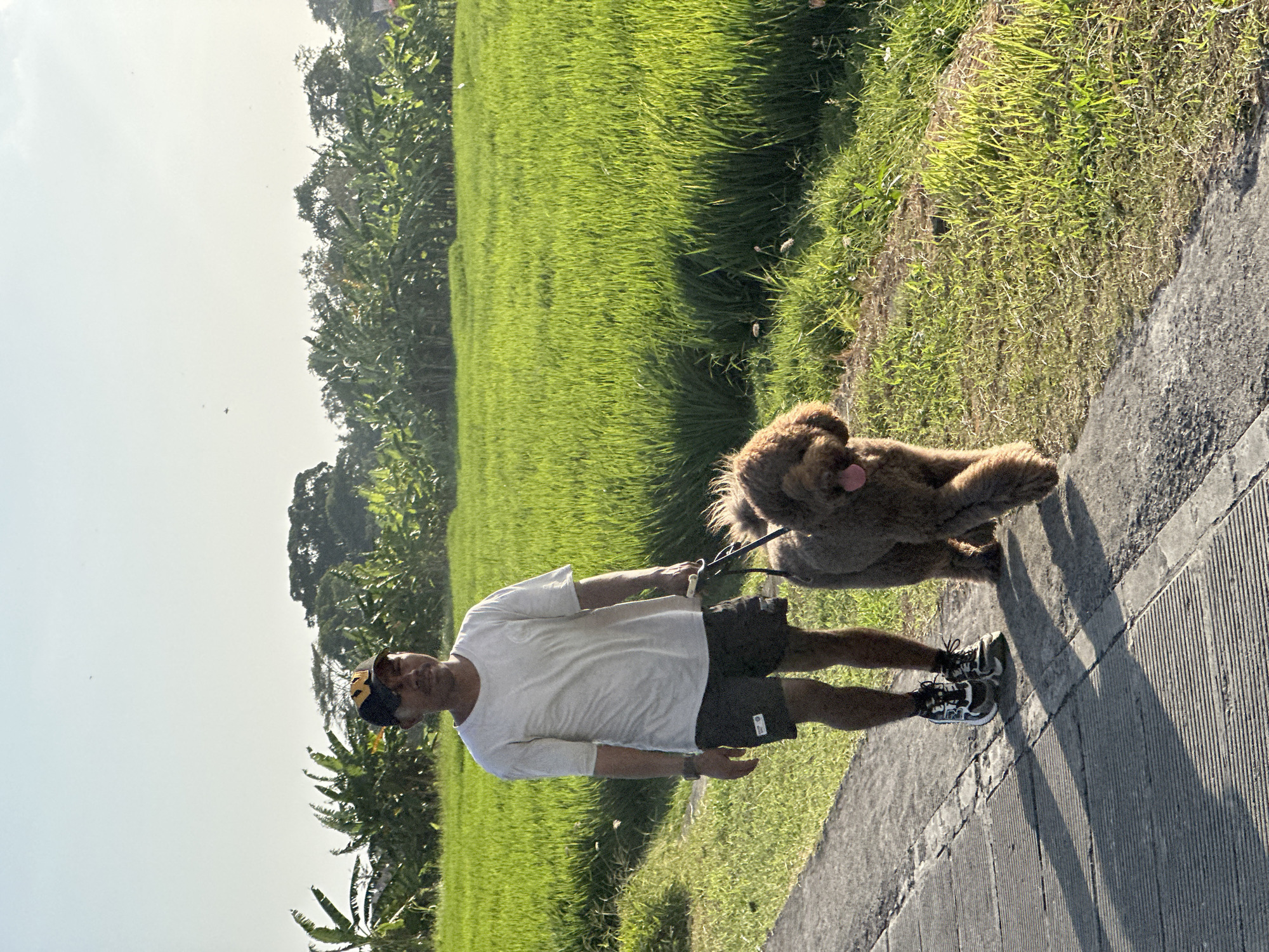 A person wearing a white t-shirt, black shorts, a black and yellow baseball cap, and athletic shoes is walking a brown poodle on a leash. They are on a paved path next to a lush green rice paddy field. The sun is shining, casting shadows on the path. The background shows a line of trees and vegetation, and a clear sky. The scene appears to be in North Kuta, Indonesia, indicated by the presence of rice fields and tropical foliage.